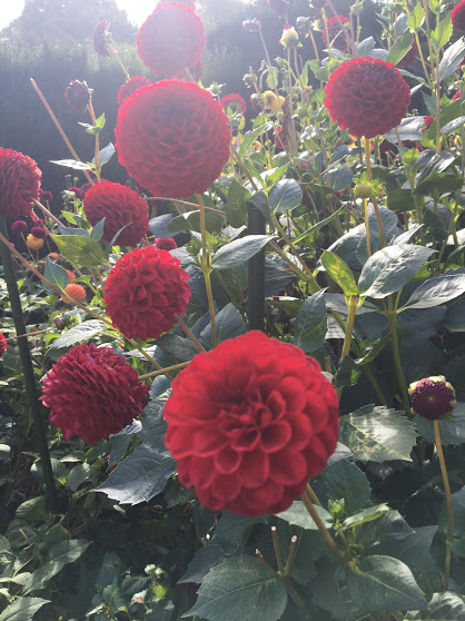 red-dahlia.JPG