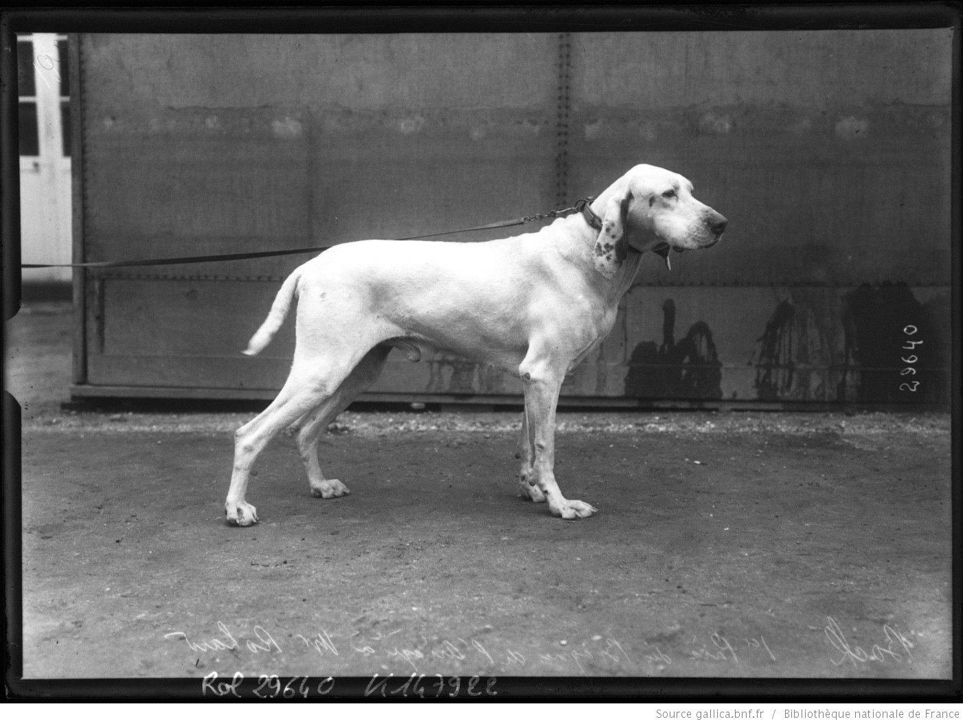 Braque de l'Ariège at a dog show in 1913