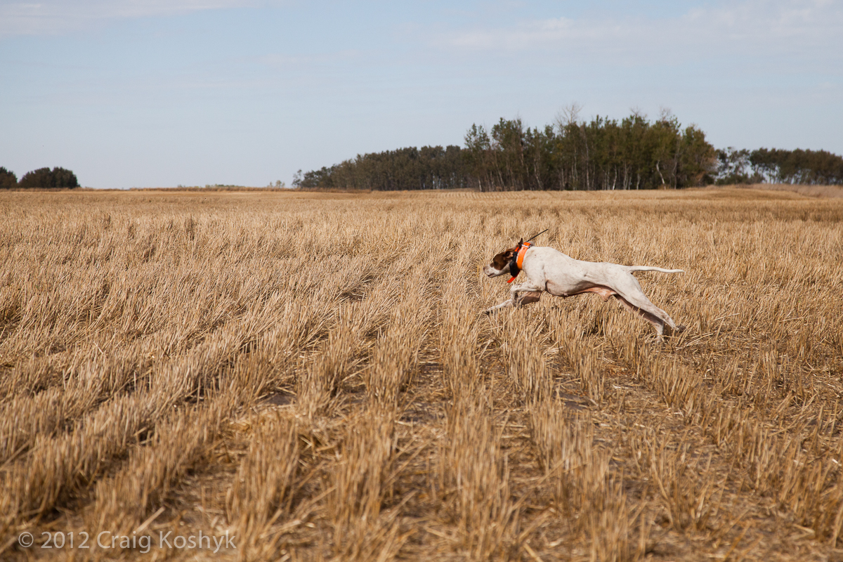 Pointer in a field trial near Broomhill, Manitoba