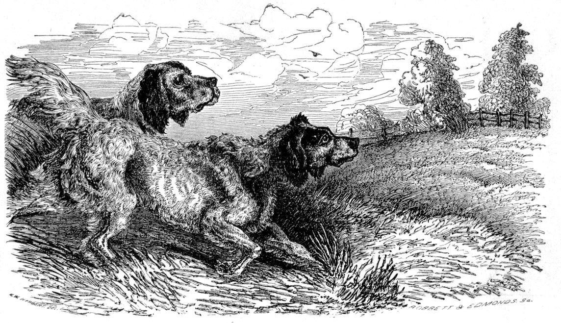 Bob and Dinks from The Book of The Dog, by Dinks, Mayhew, and Hutchinson