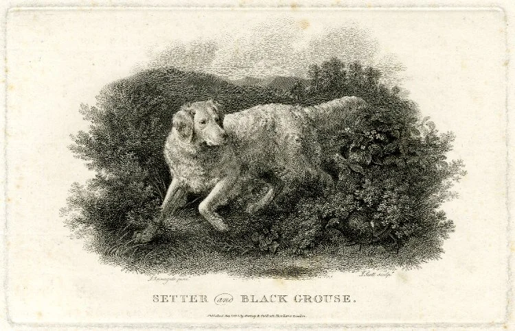Reinagle Setter and Black Grouse.jpg