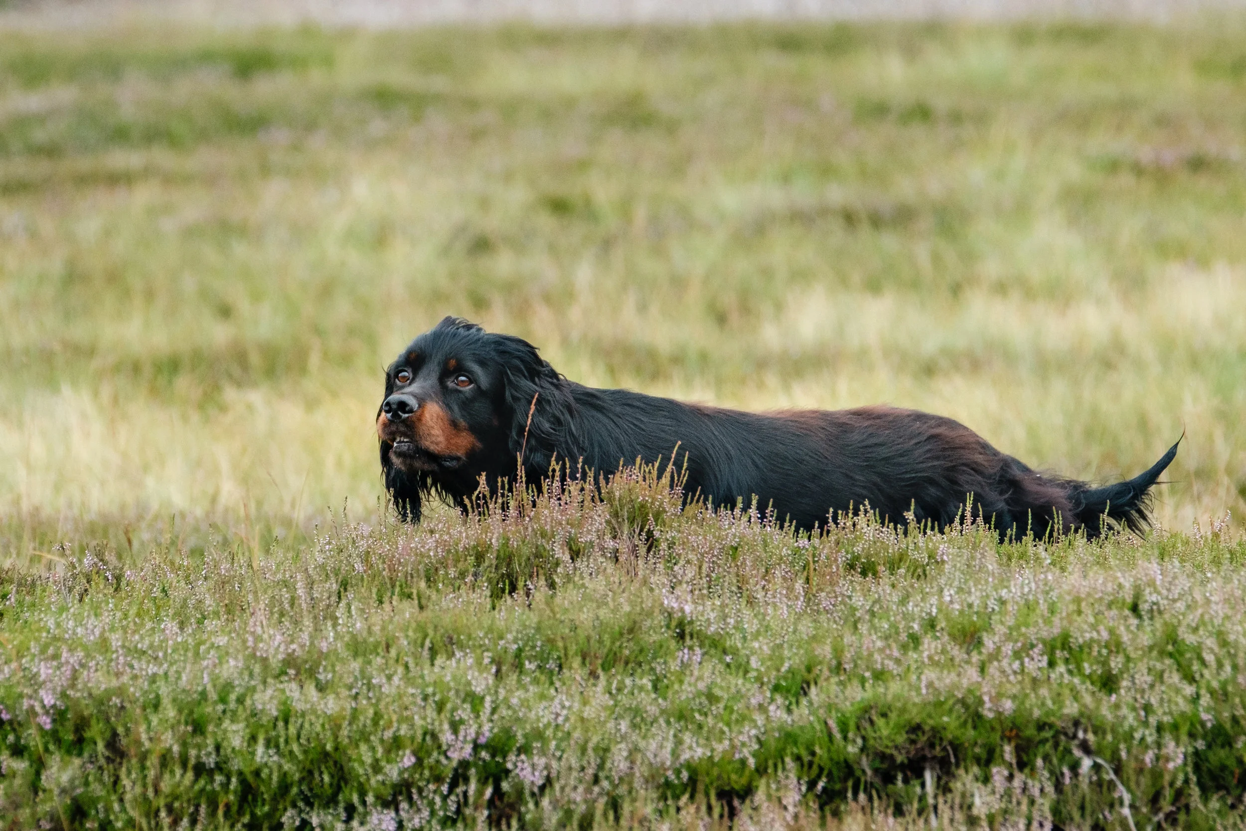 DOGT-8290.jpg