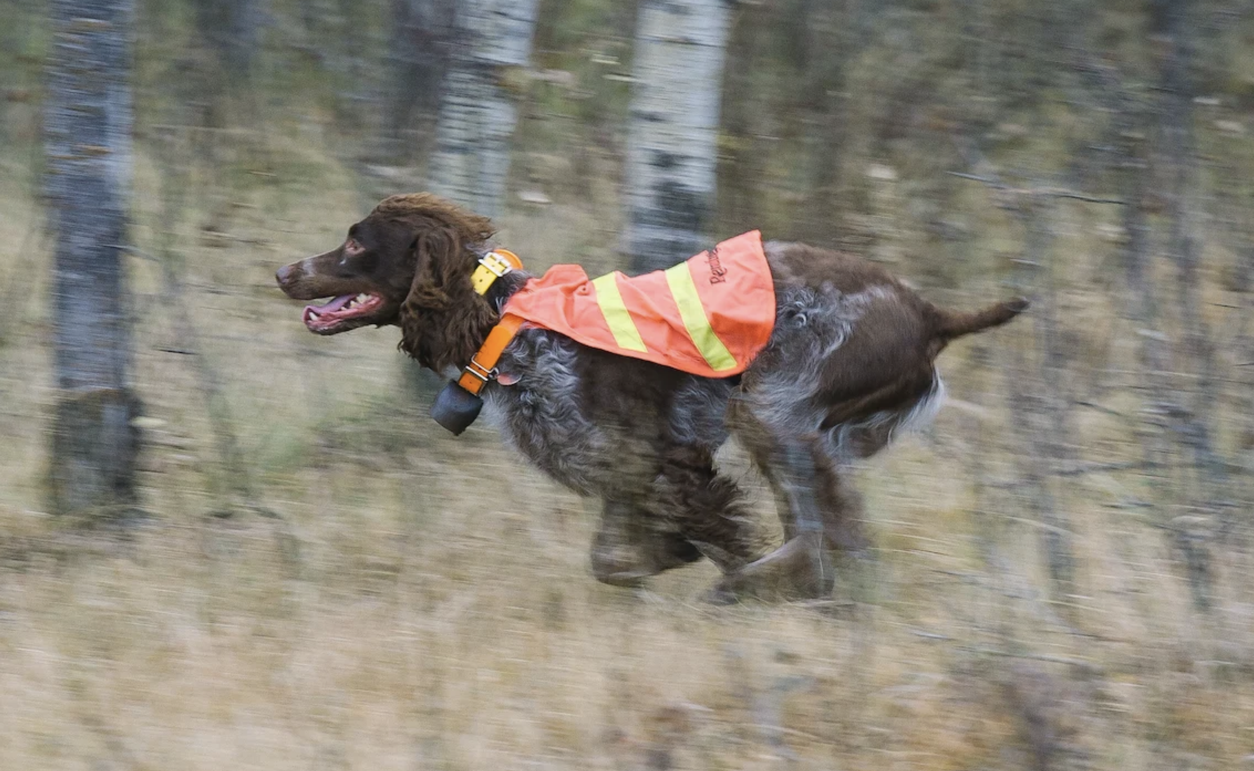 L'épagneul de Pont-Audemer peut-il survivre ?