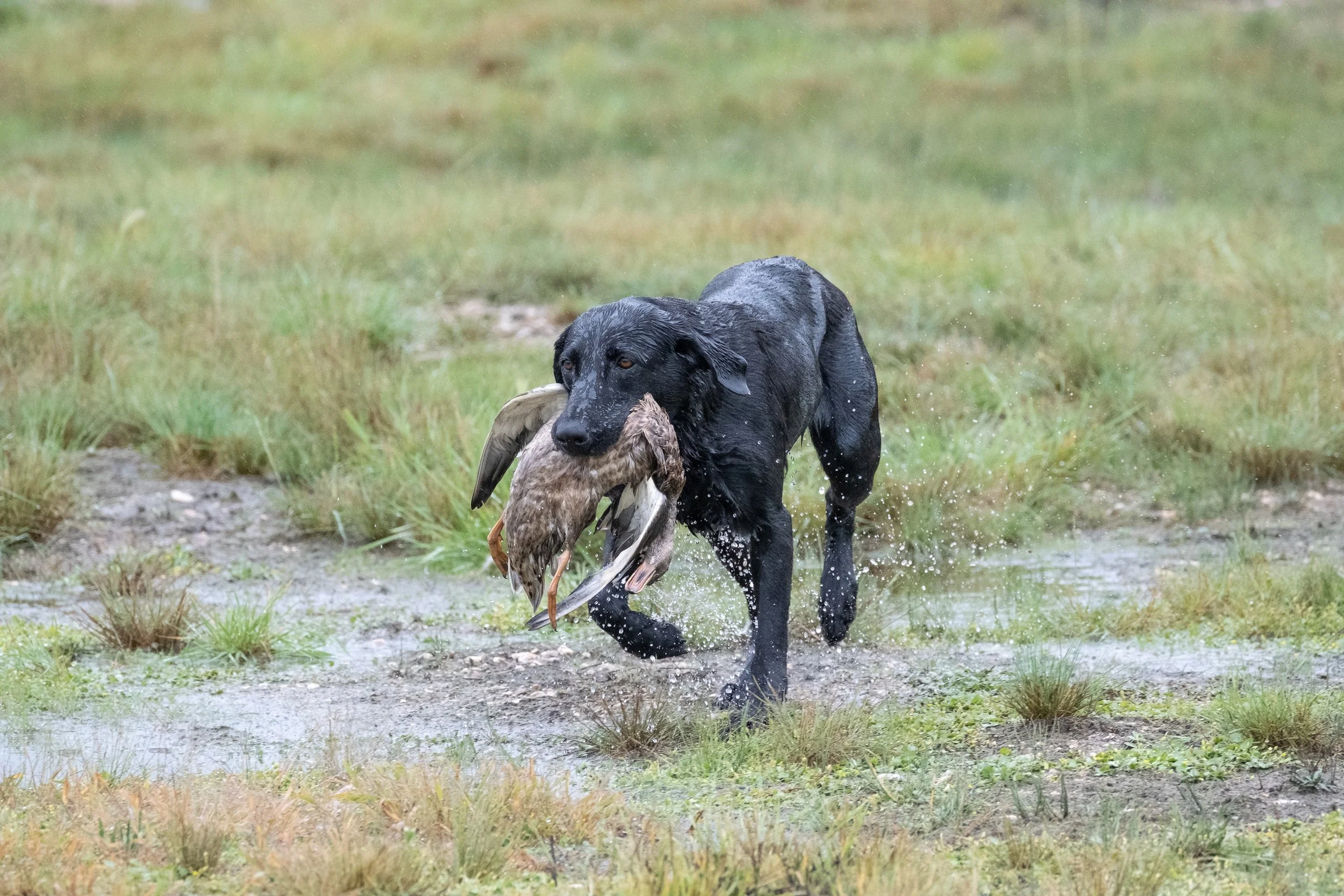 20250919-Retriever TrialDSCF3152.jpg