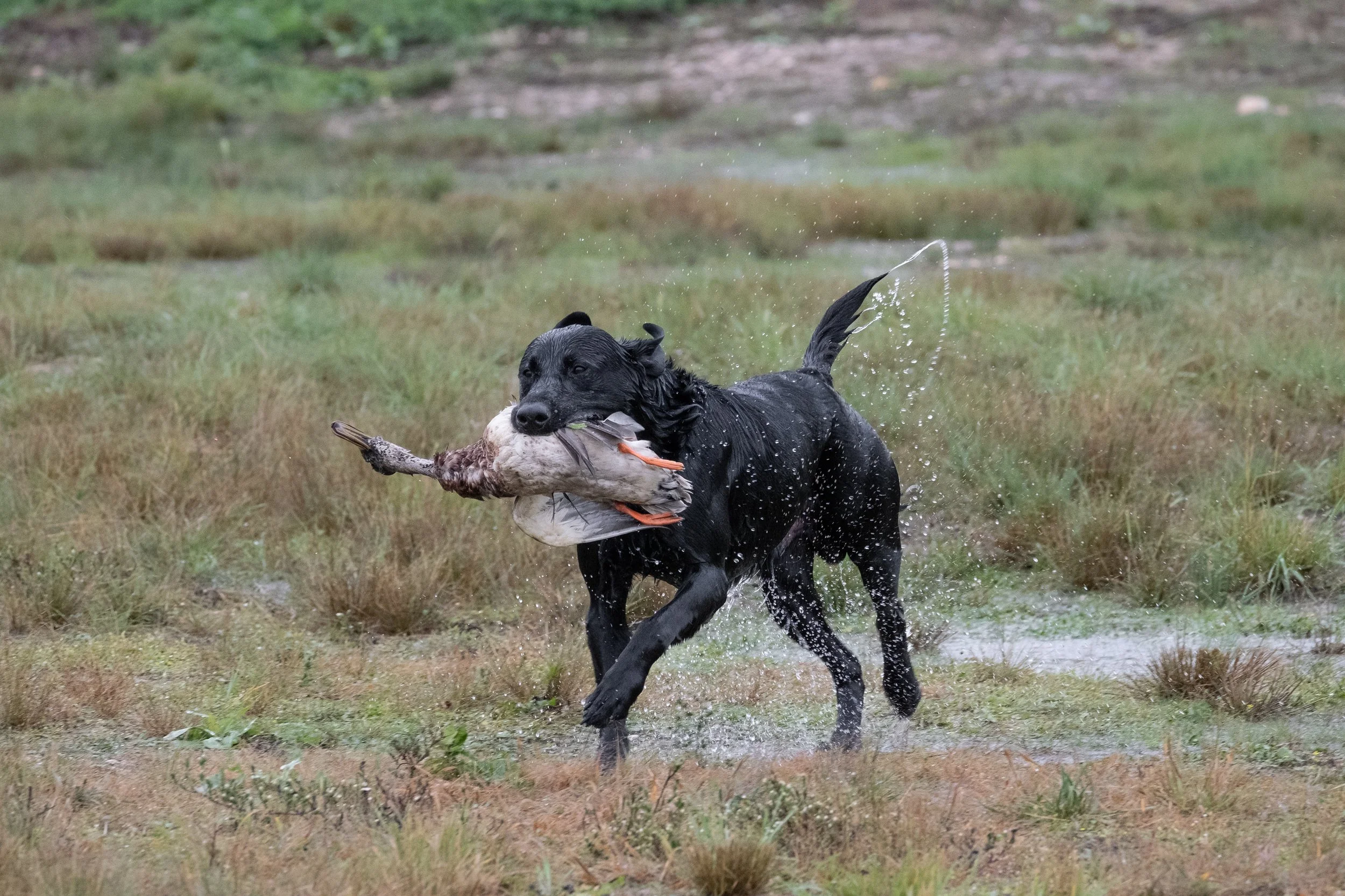 20250919-Retriever TrialDSCF3079.jpg