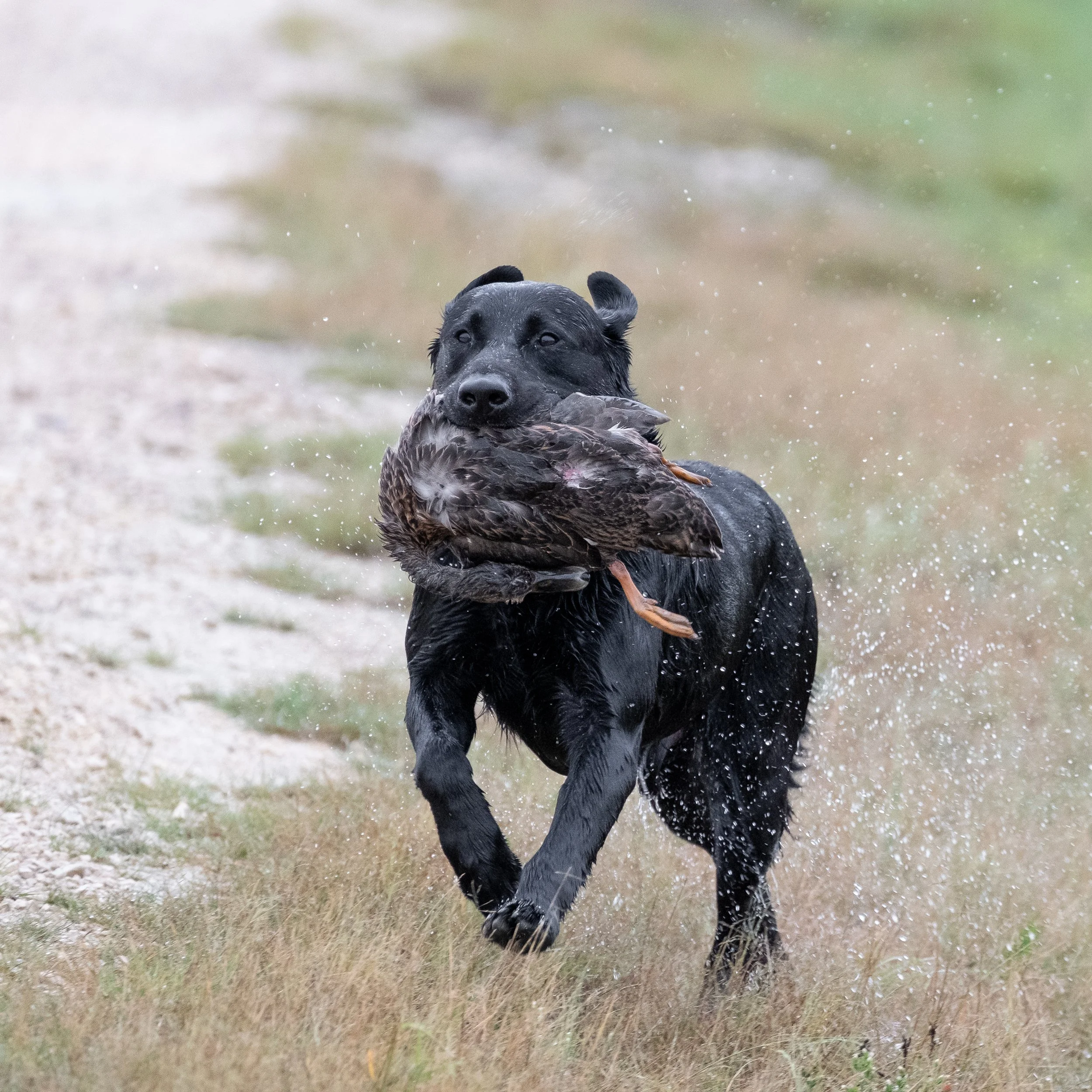 20250919-Retriever TrialDSCF3014.jpg