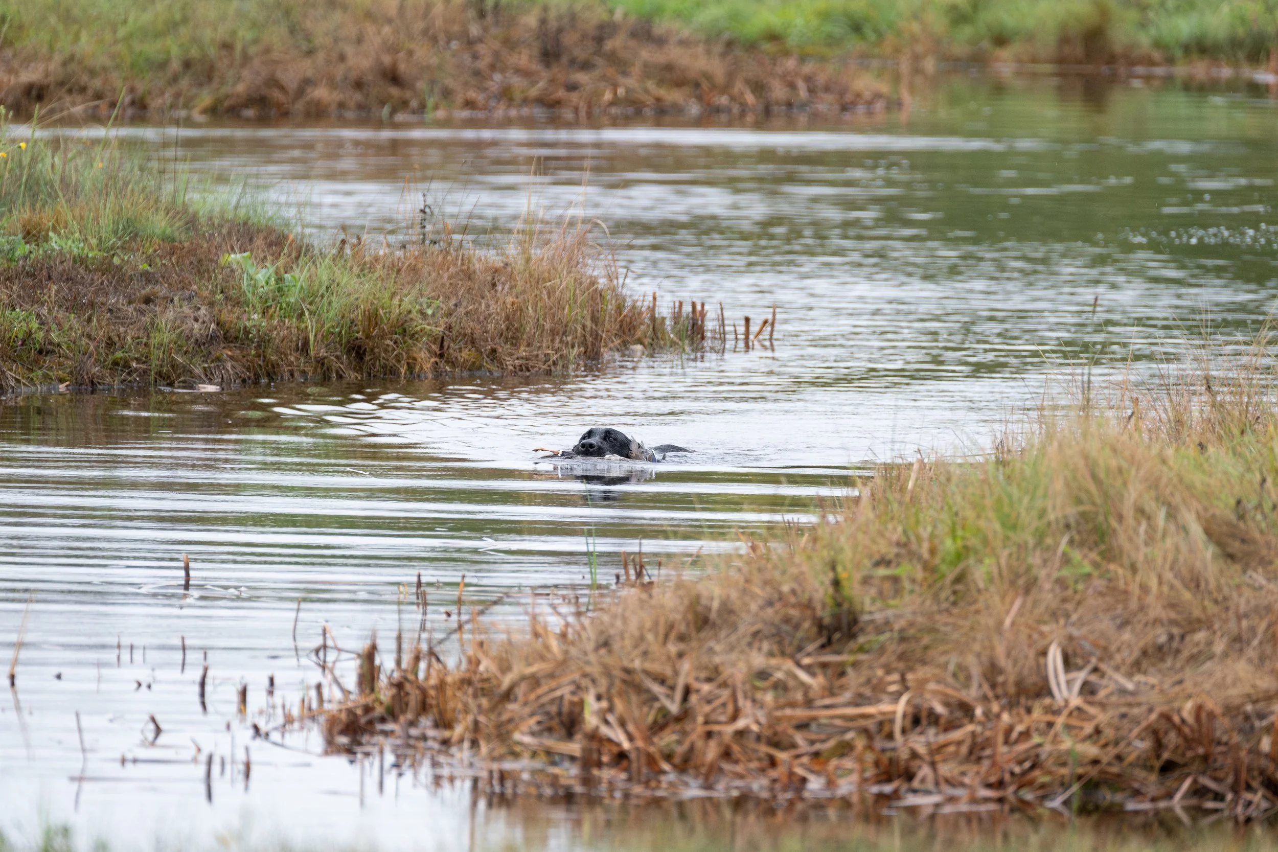 20250919-Retriever TrialDSCF2970-Enhanced-NR.jpg