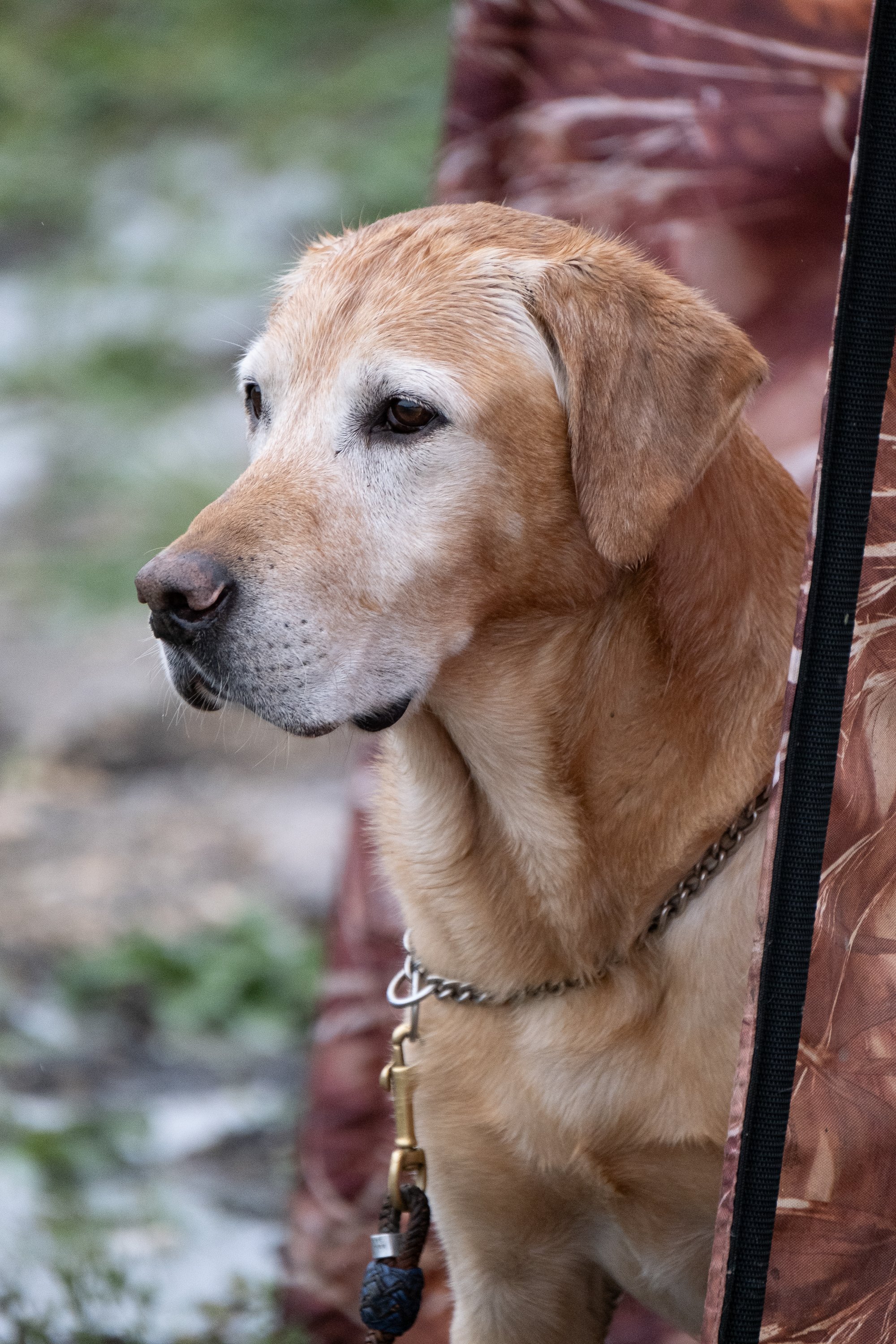 20250919-Retriever TrialDSCF2809.jpg