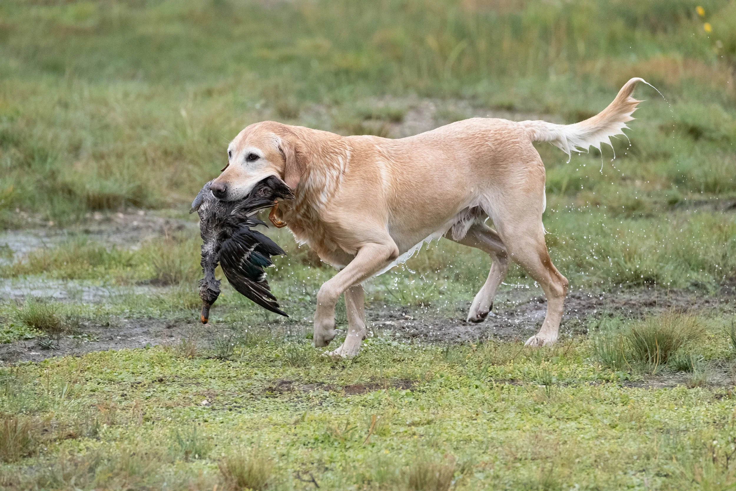20250919-Retriever TrialDSCF2874.jpg