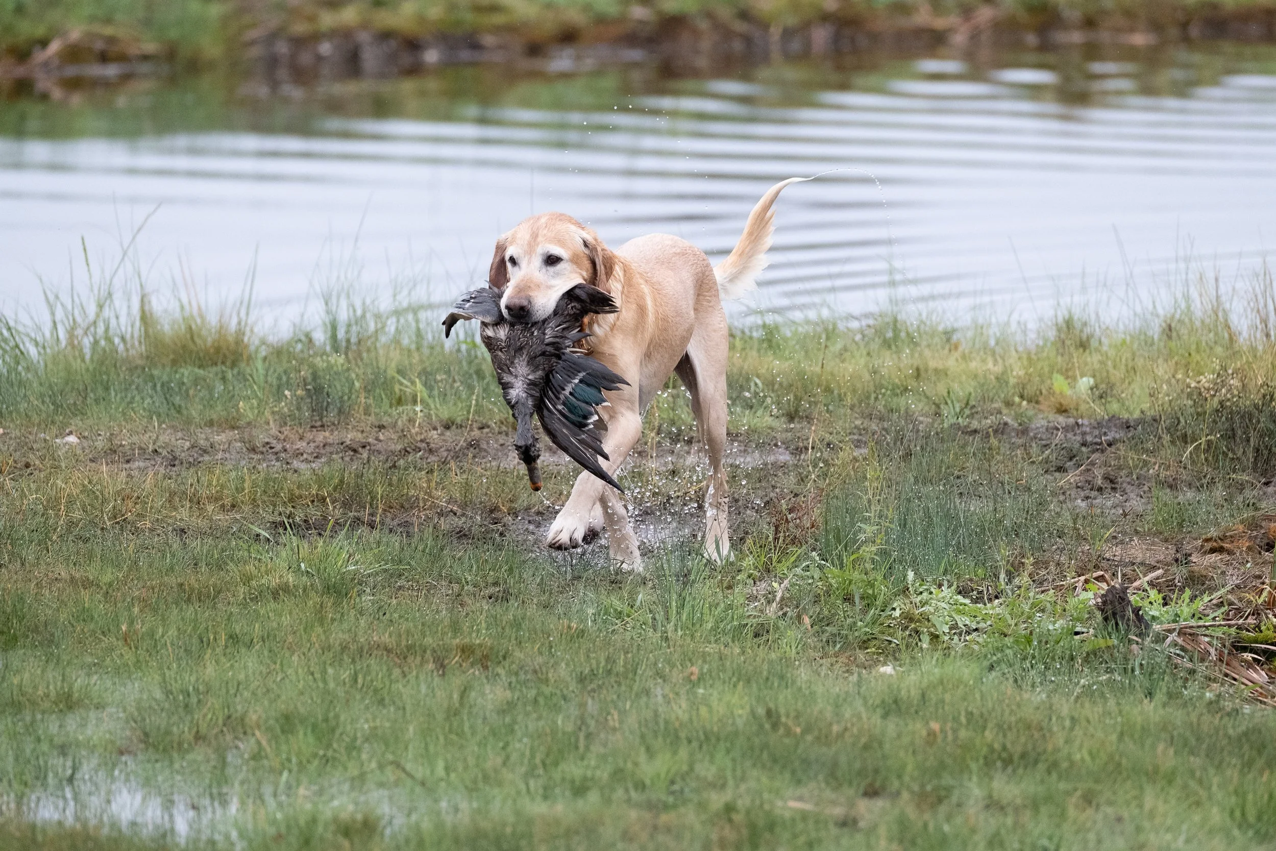 20250919-Retriever TrialDSCF2854.jpg