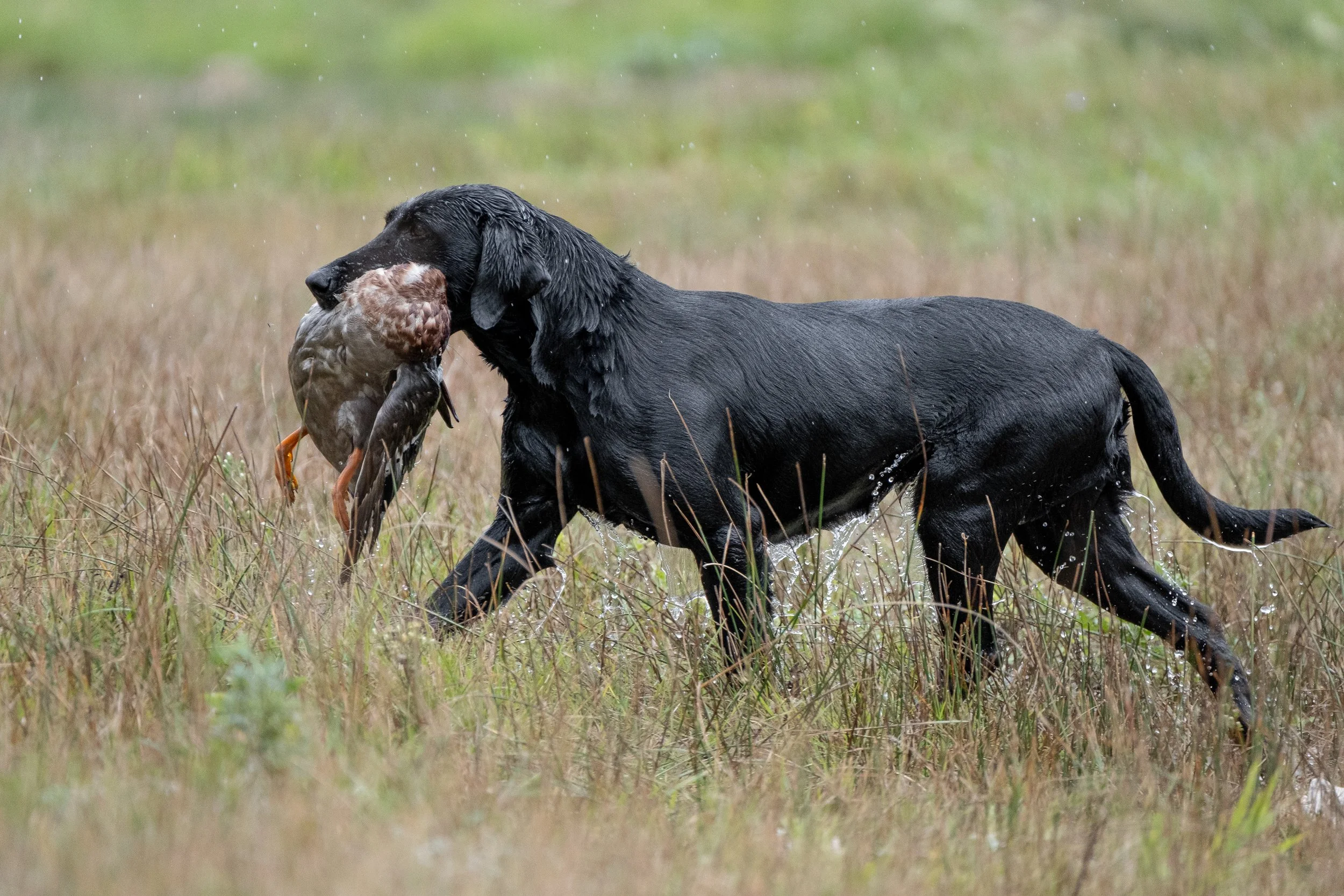 20250917-Retriever TrialDSCF2770.jpg