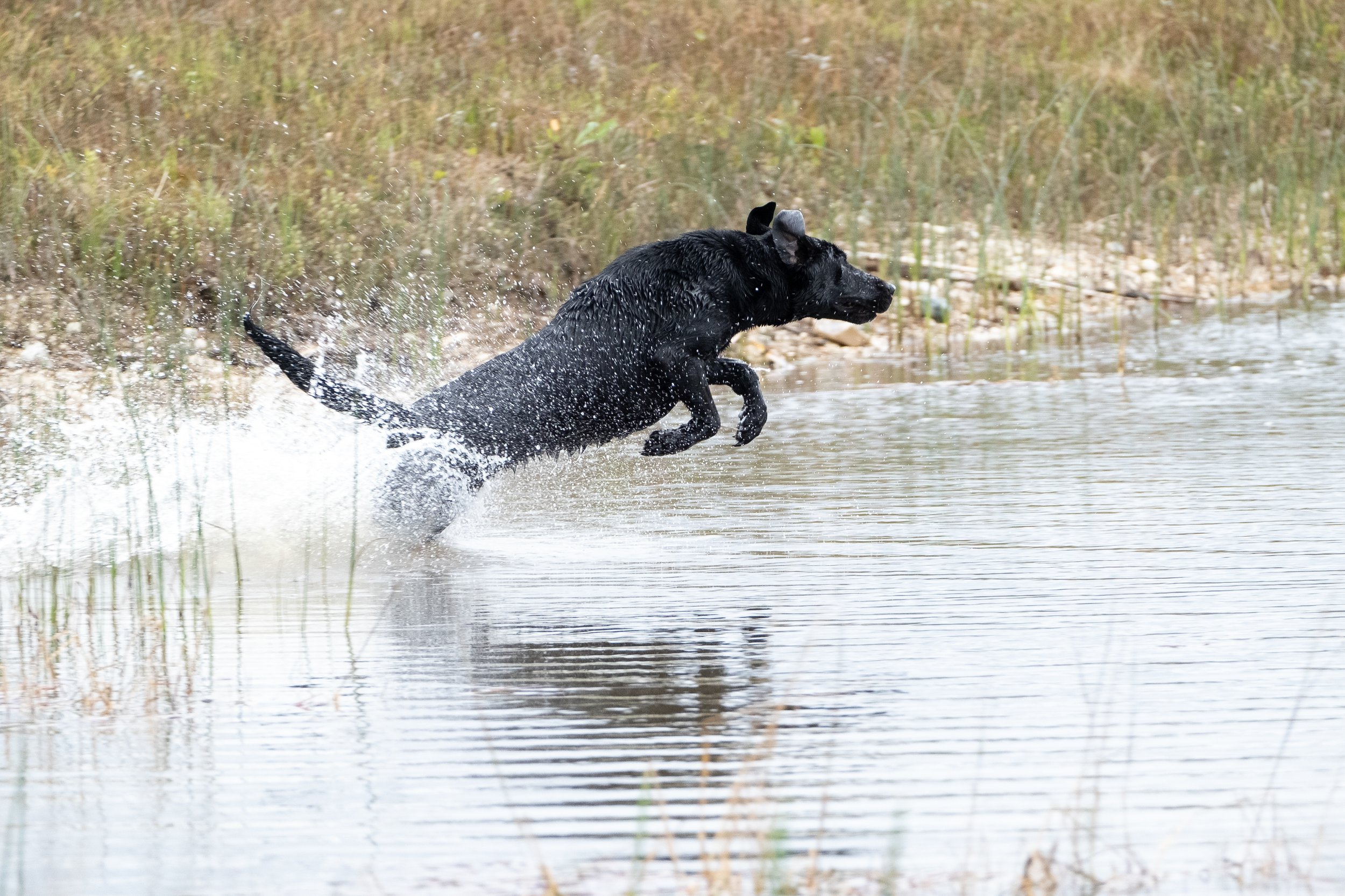 20250917-Retriever TrialDSCF2746.jpg
