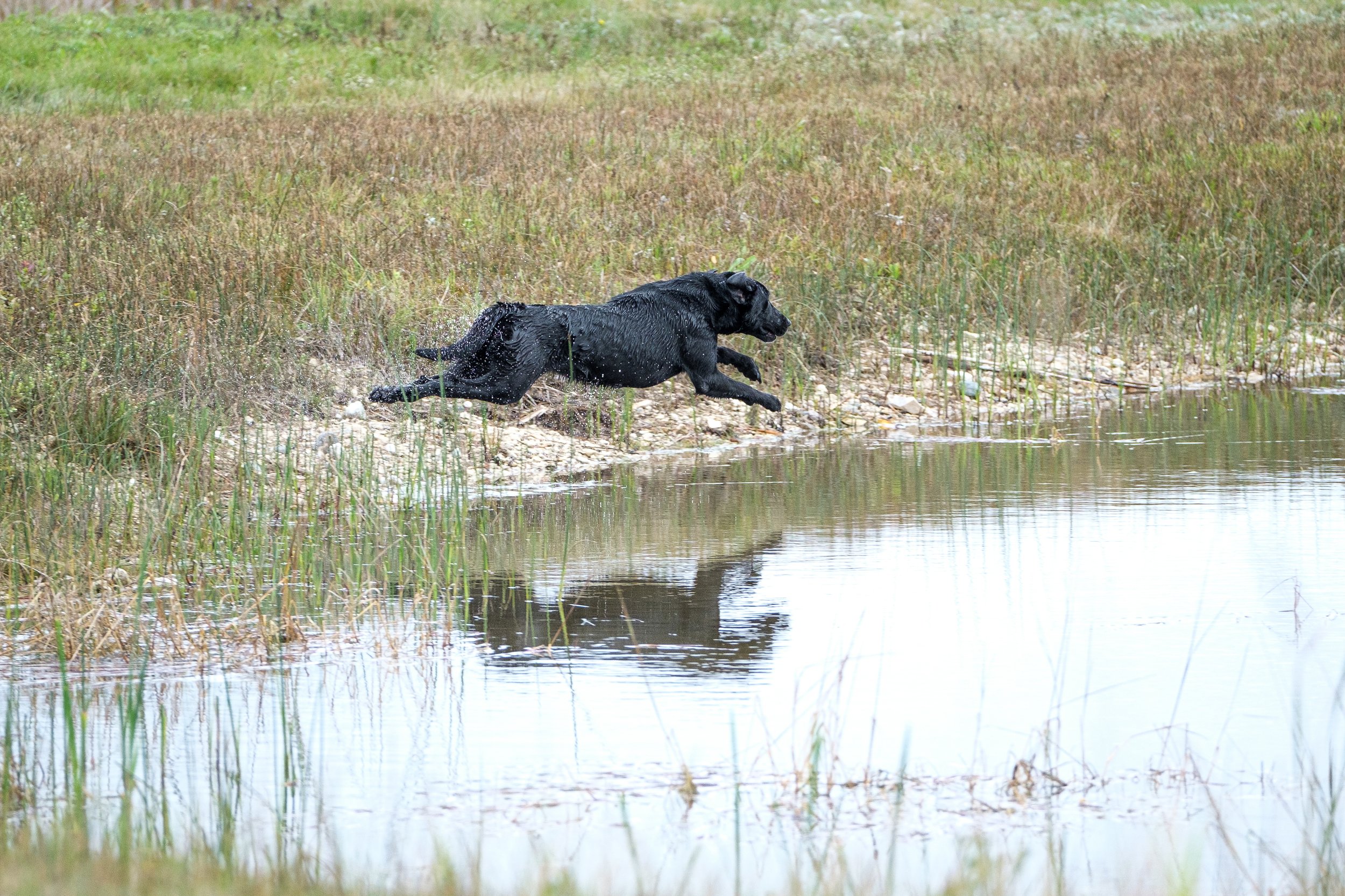 20250917-Retriever TrialDSCF2703.jpg