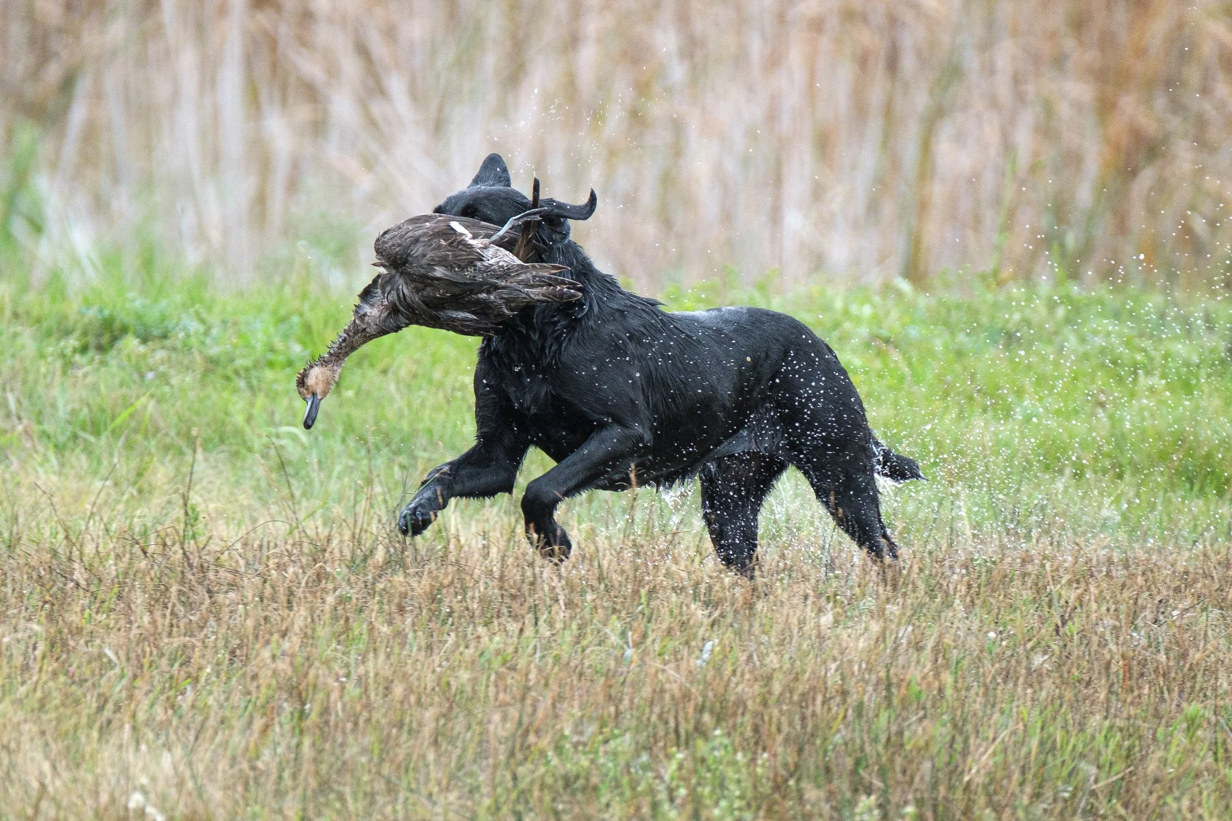 20250917-Retriever TrialDSCF2686.jpg