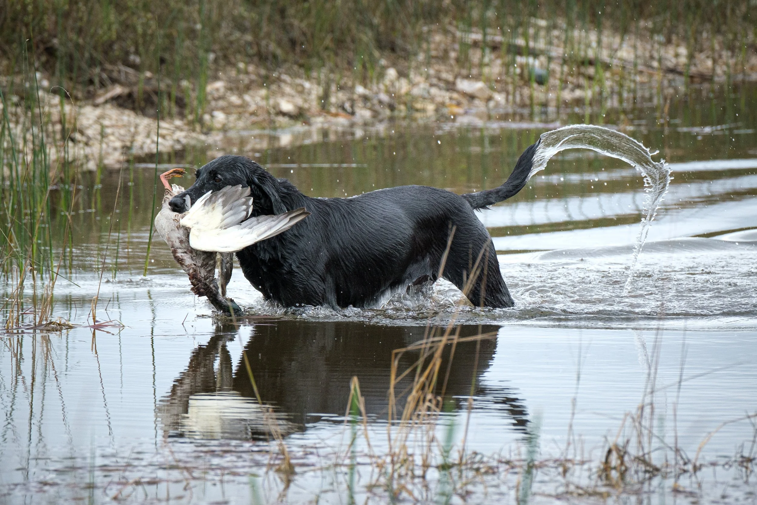 20250917-Retriever TrialDSCF2618.jpg