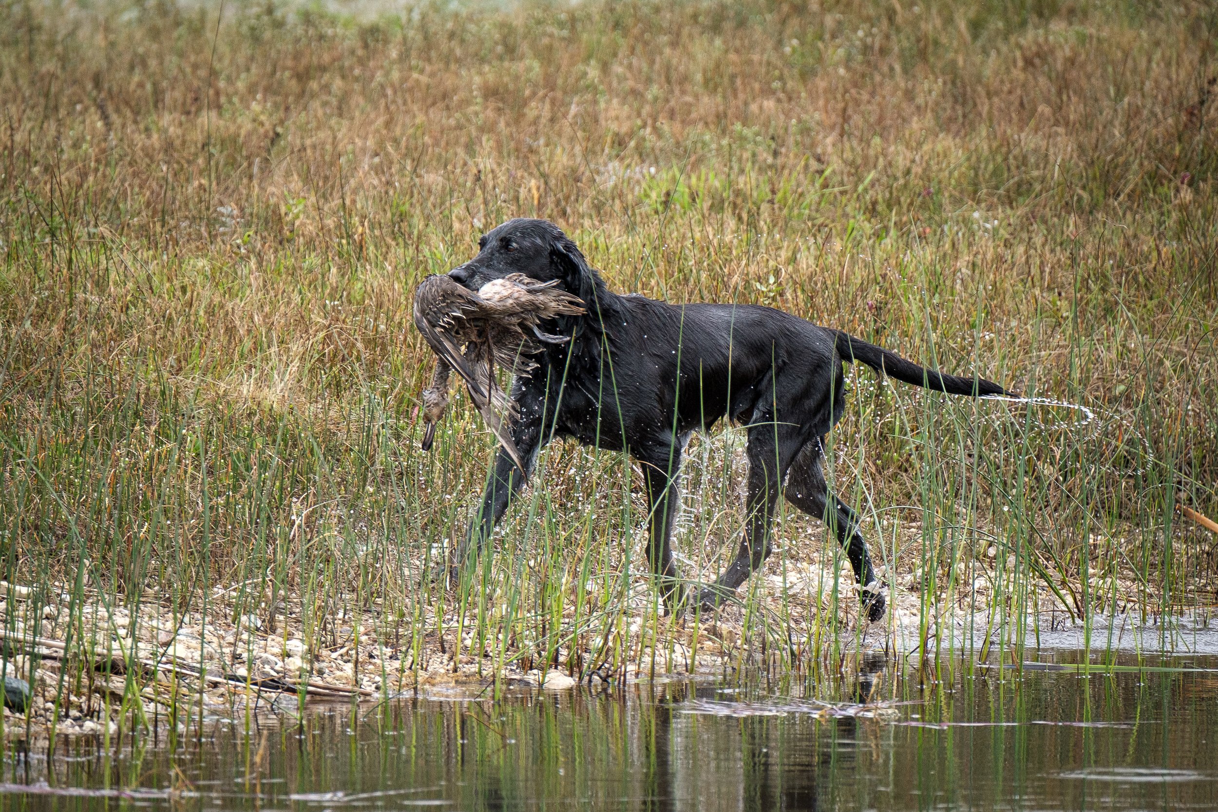 20250917-Retriever TrialDSCF2581.jpg