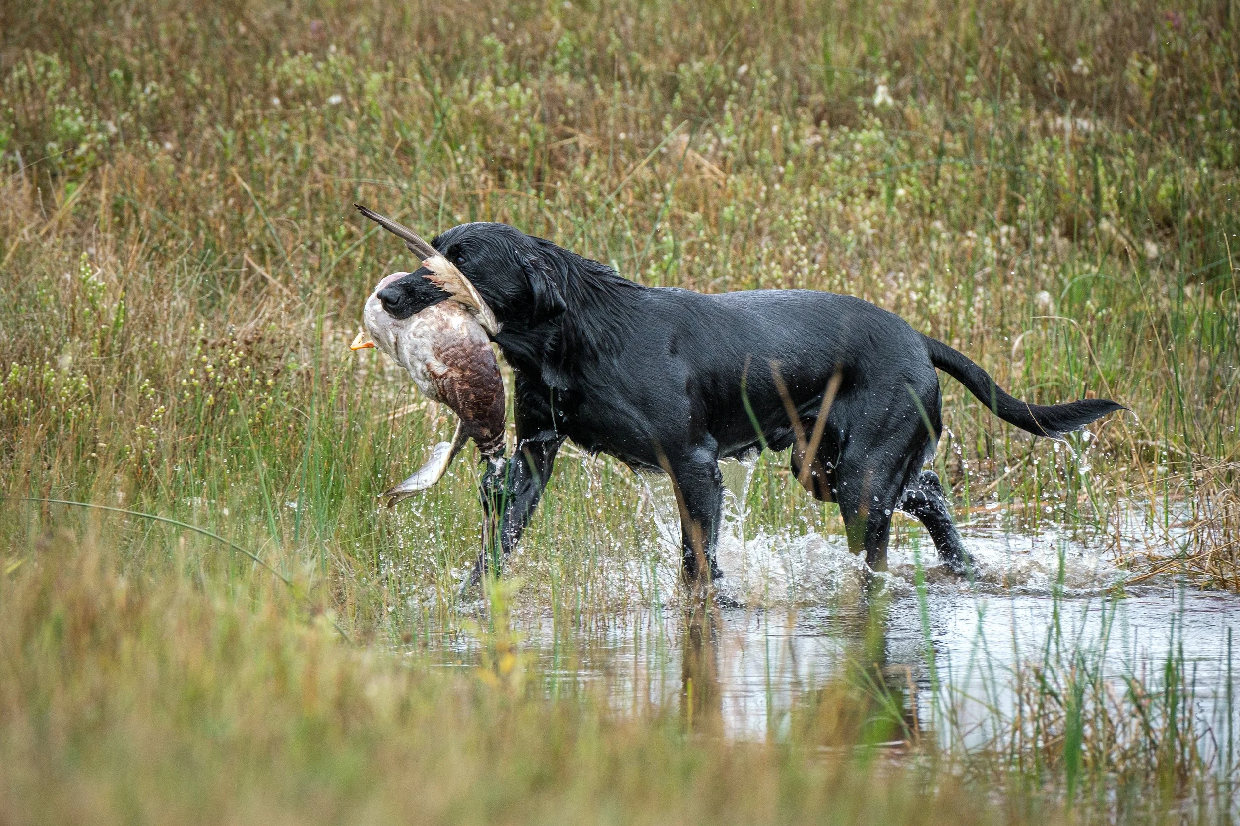 20250917-Retriever TrialDSCF2480.jpg