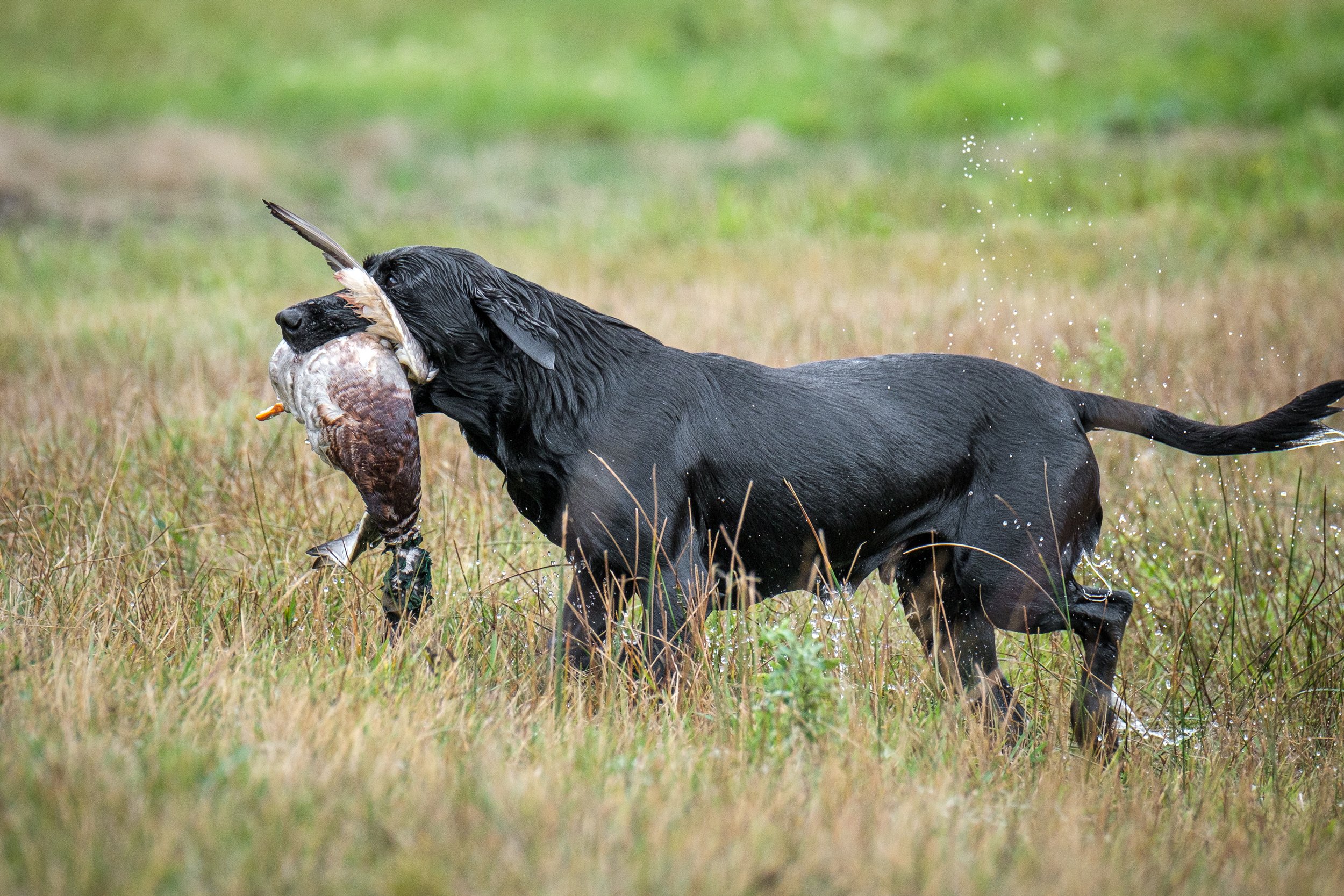20250917-Retriever TrialDSCF2490.jpg