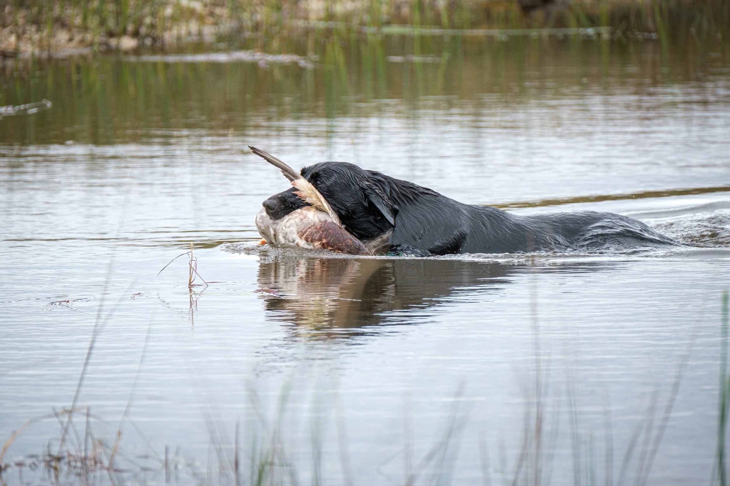20250917-Retriever TrialDSCF2466.jpg