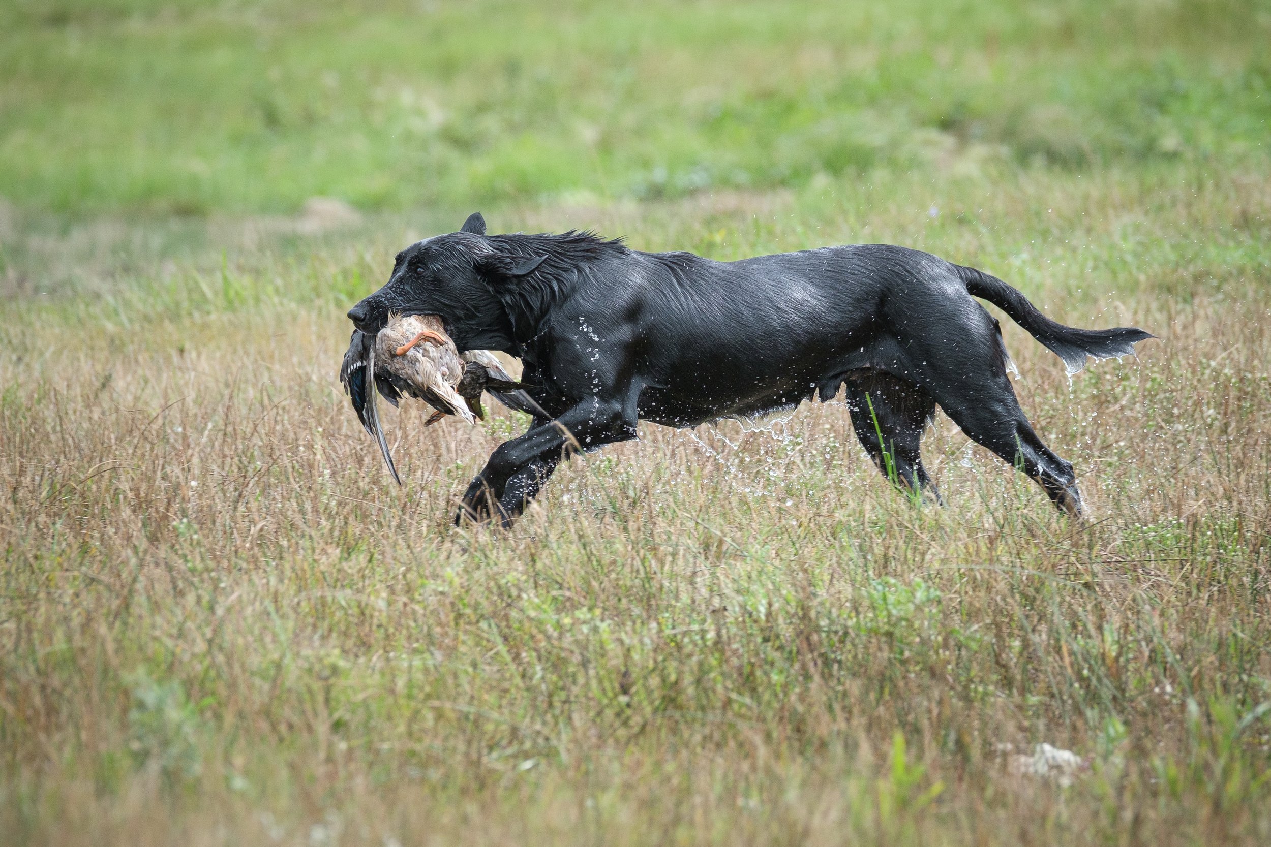 20250917-Retriever TrialDSCF2445.jpg