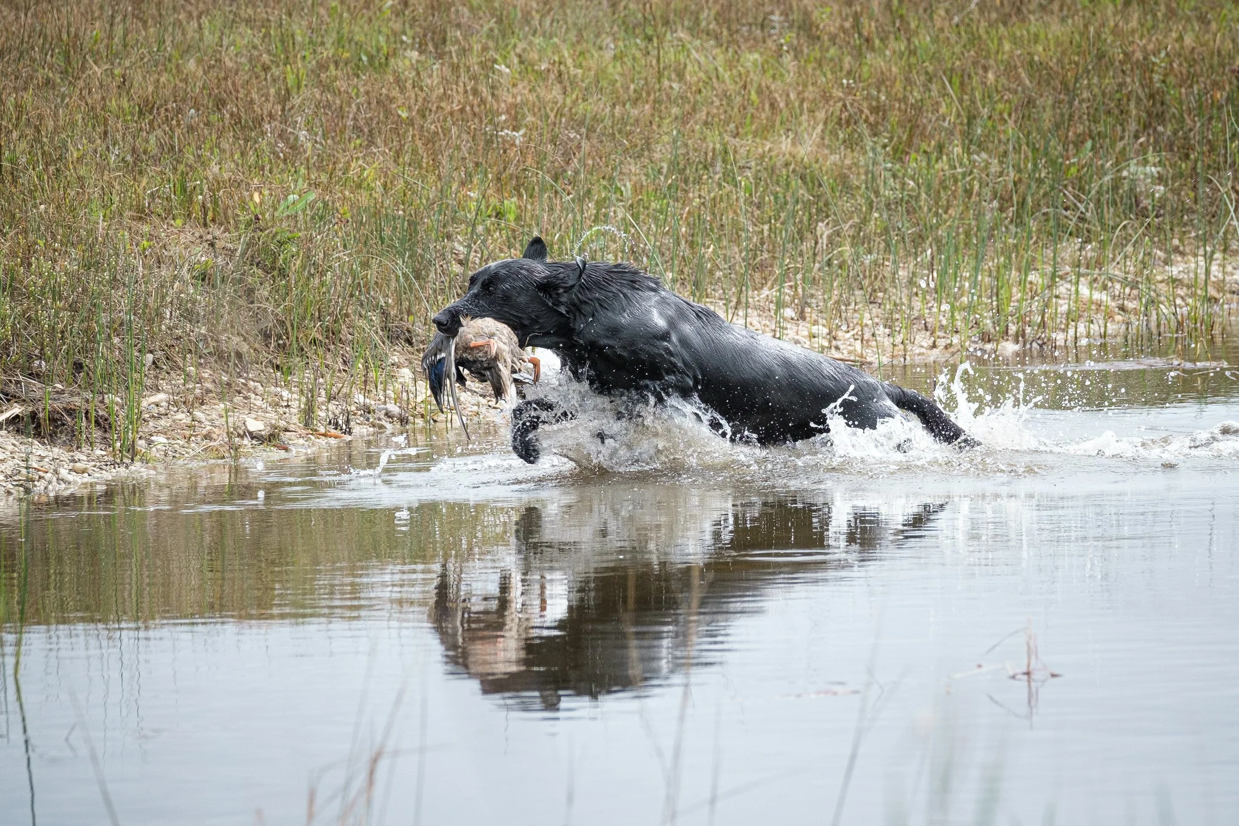 20250917-Retriever TrialDSCF2435.jpg
