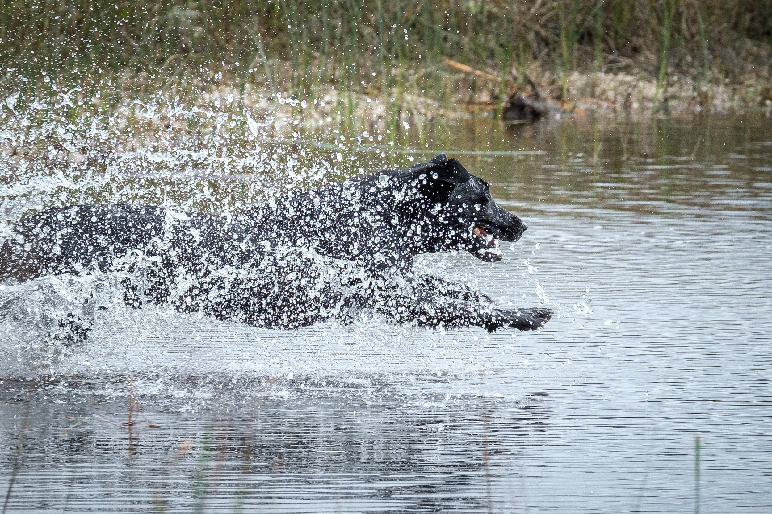 20250917-Retriever TrialDSCF2455.jpg