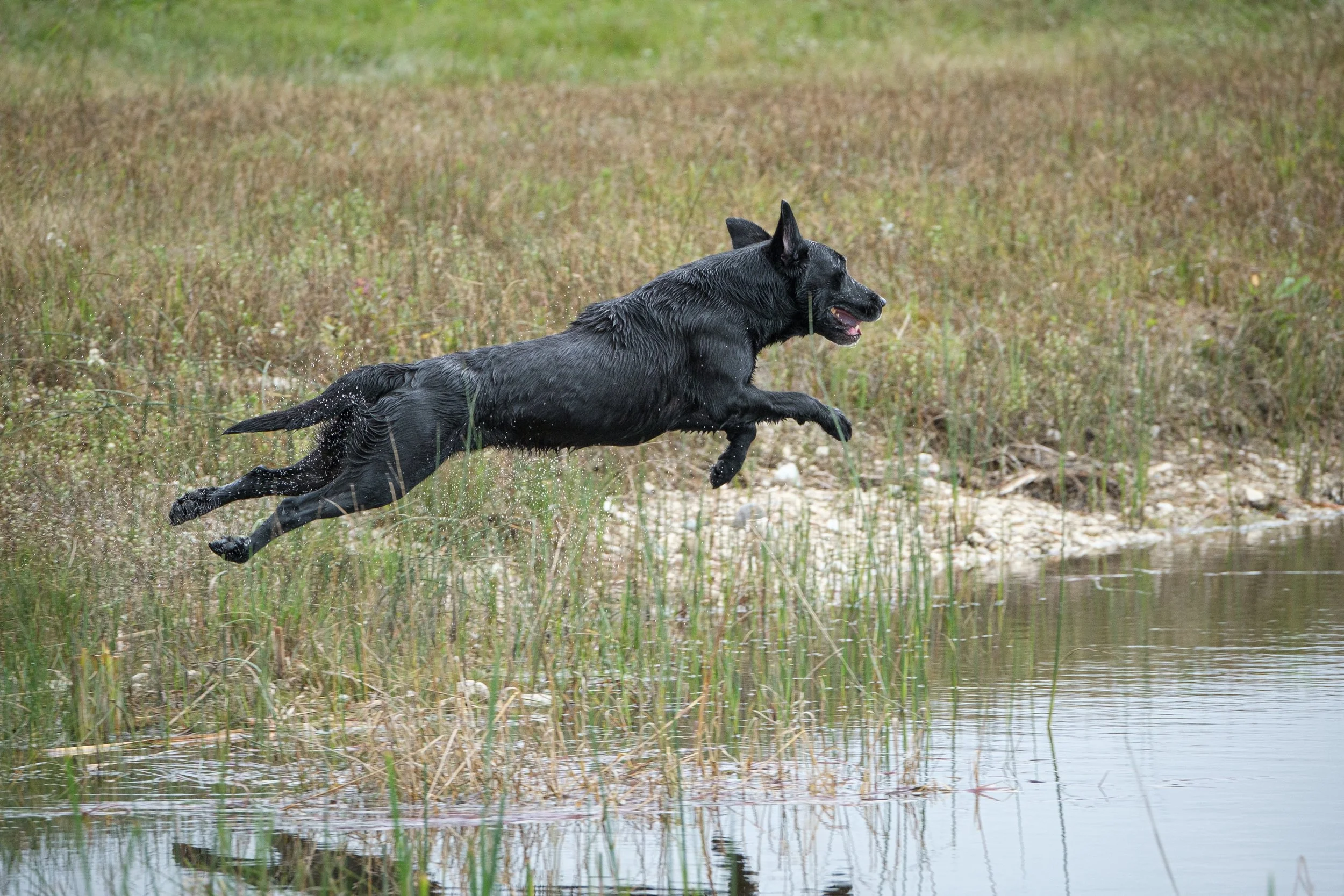 20250917-Retriever TrialDSCF2403.jpg