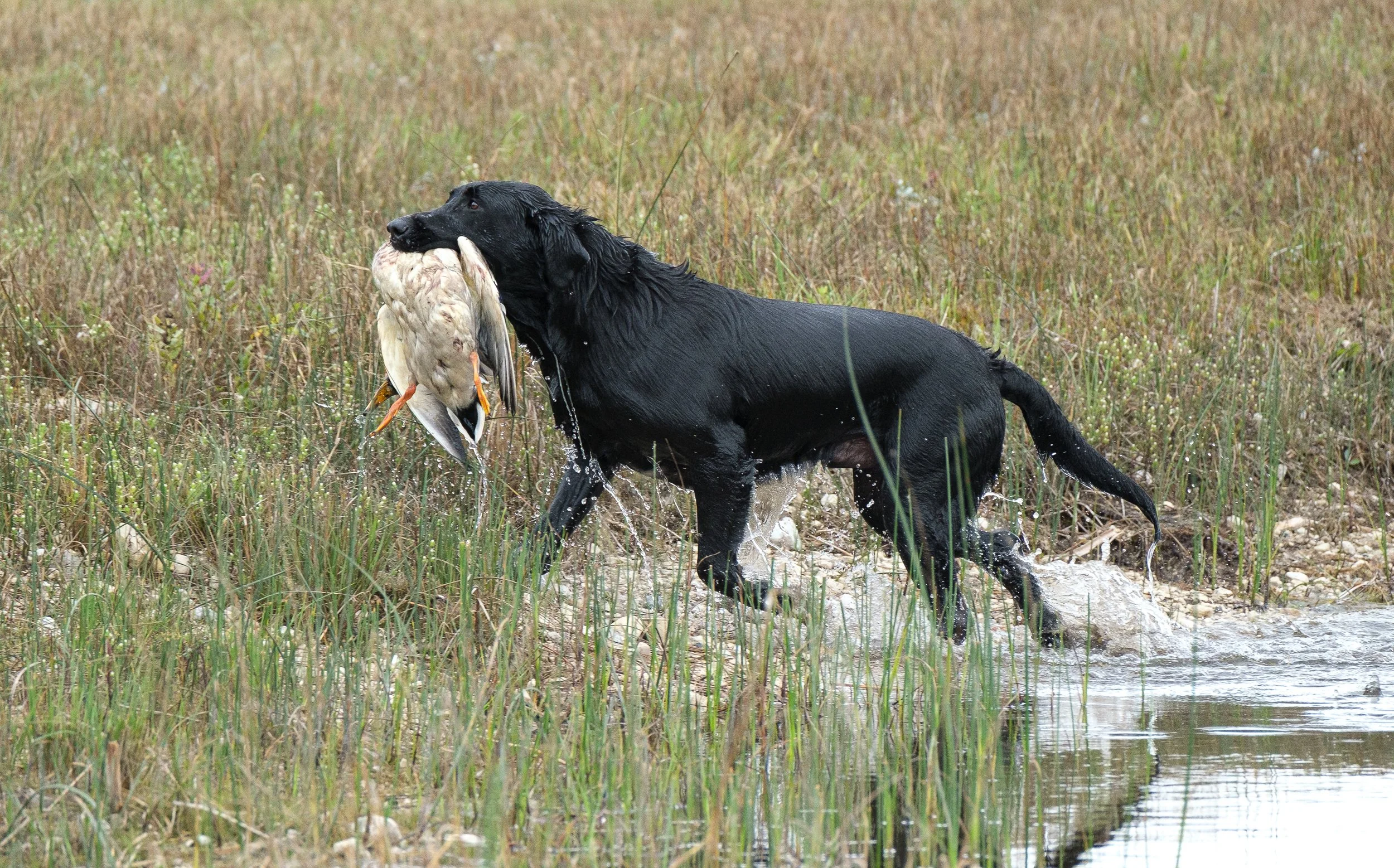 20250917-Retriever TrialDSCF2319.jpg