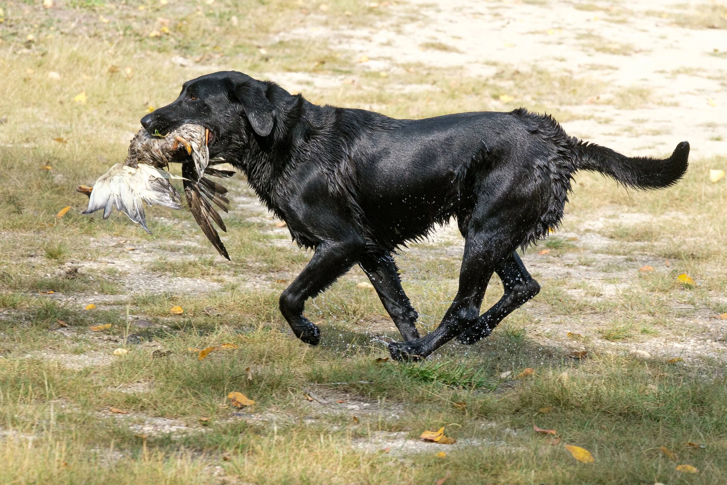 20250914-Retriever TrialDSCF1937.jpg