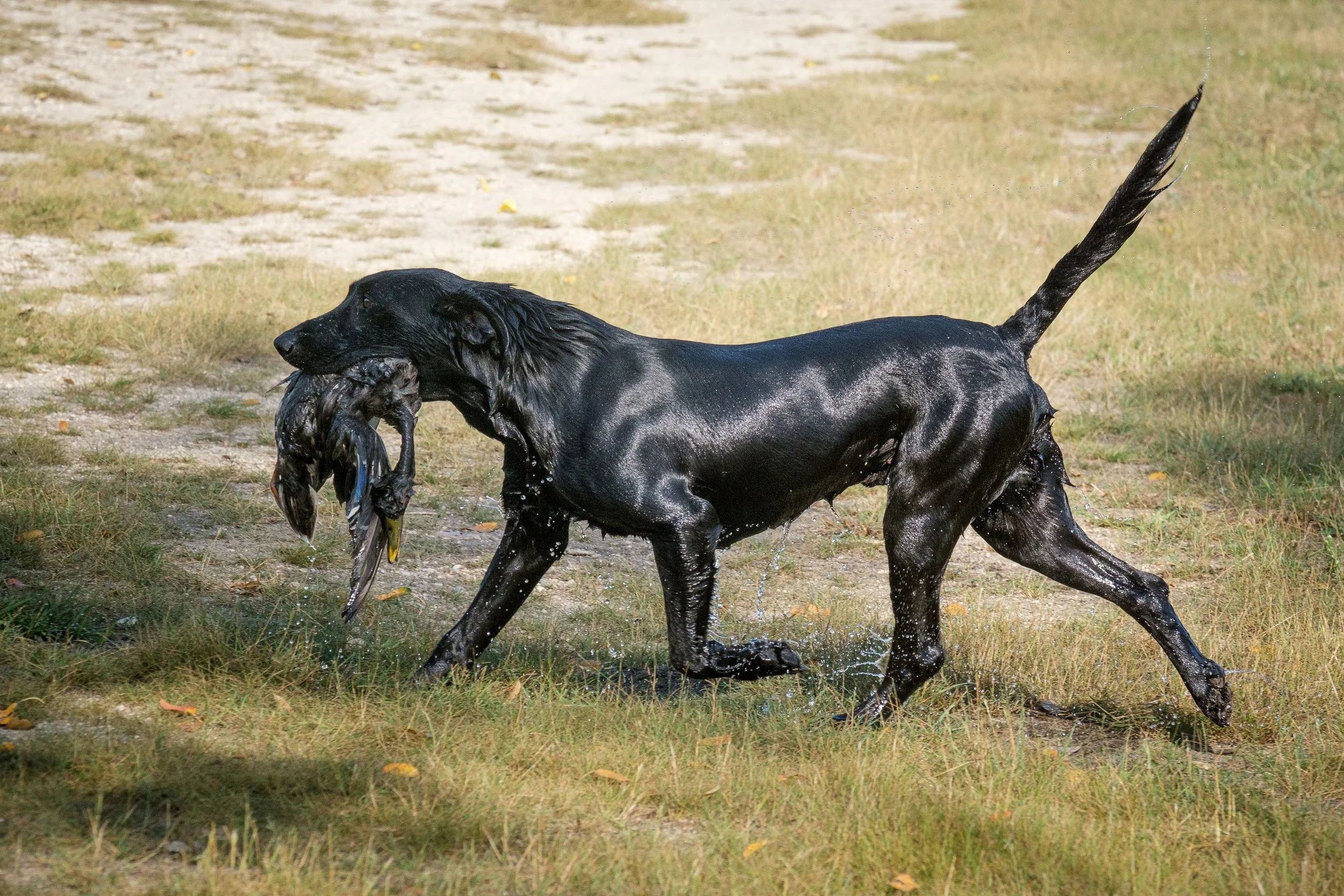 20250914-Retriever TrialDSCF1878.jpg