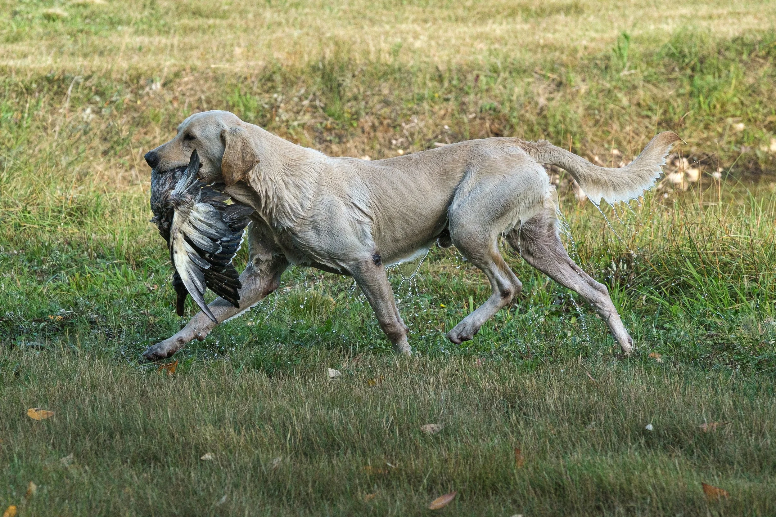 20250914-Retriever TrialDSCF1835.jpg