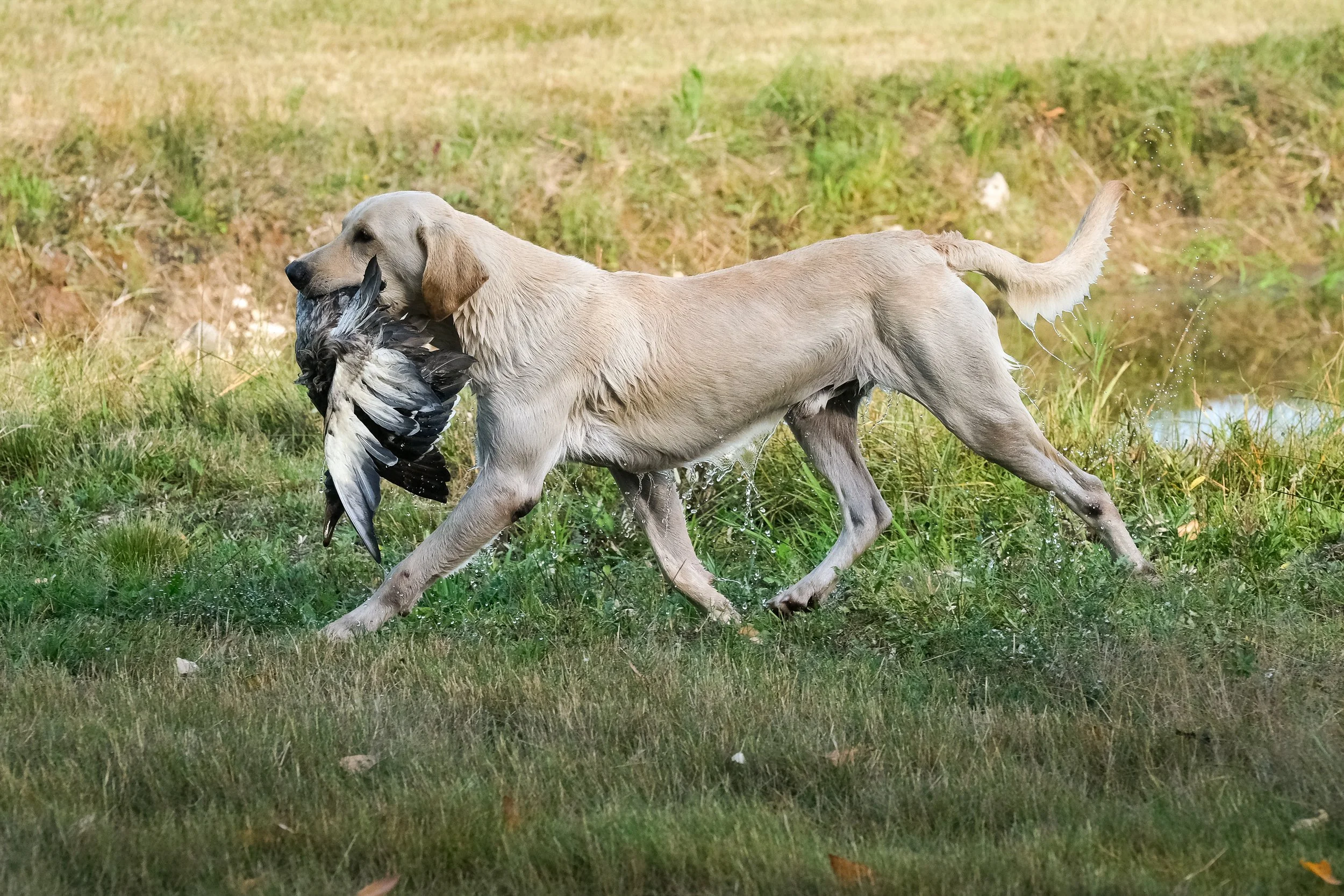20250914-Retriever TrialDSCF1833.jpg