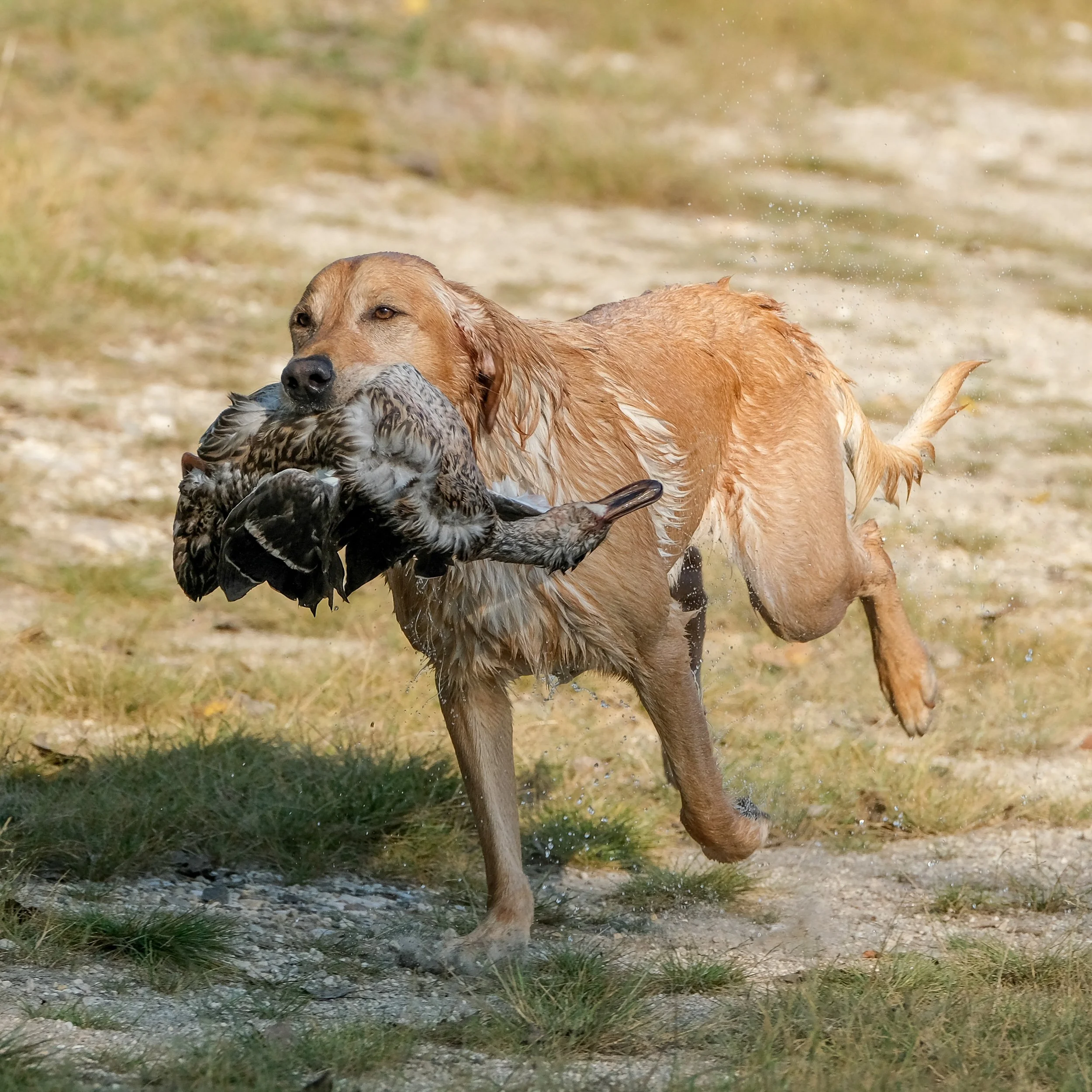 20250914-Retriever TrialDSCF1805.jpg