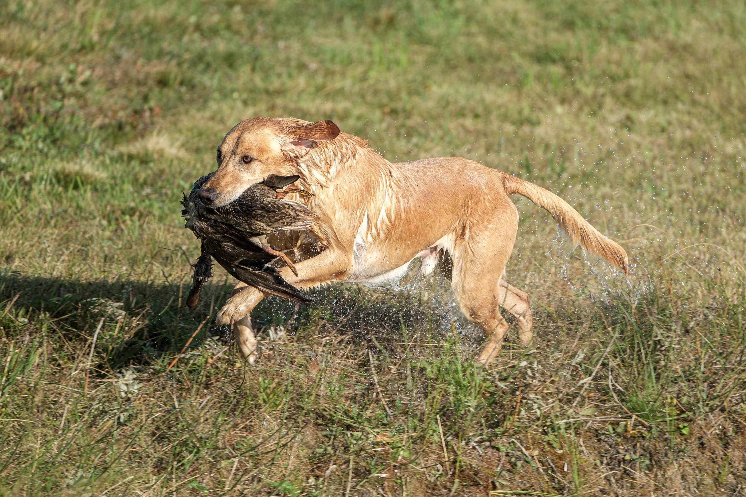 20250914-Retriever TrialDSCF1788.jpg