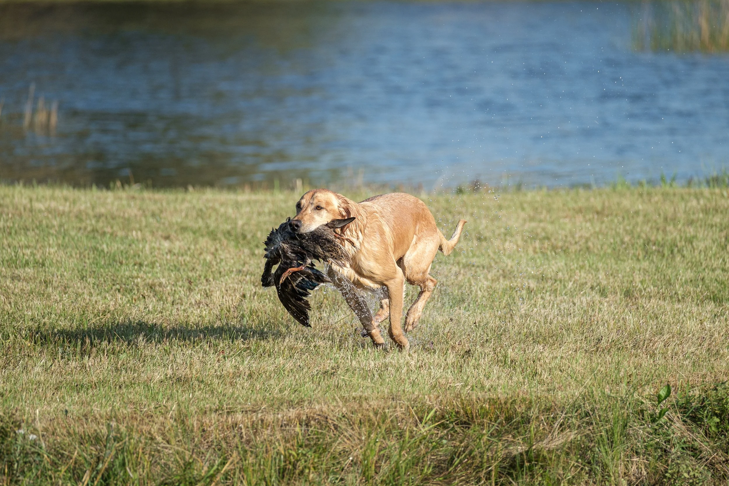20250914-Retriever TrialDSCF1779.jpg
