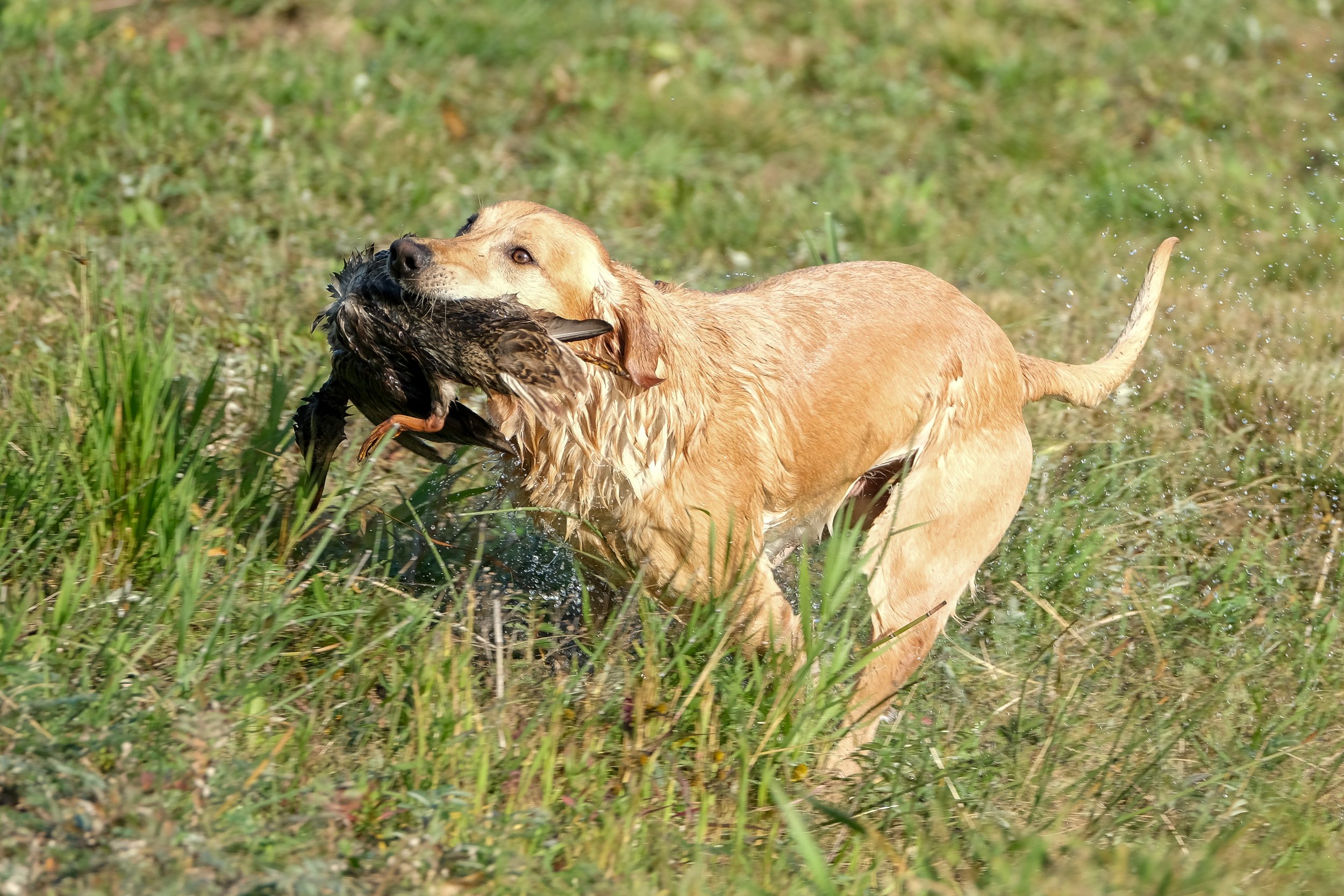 20250914-Retriever TrialDSCF1790.jpg