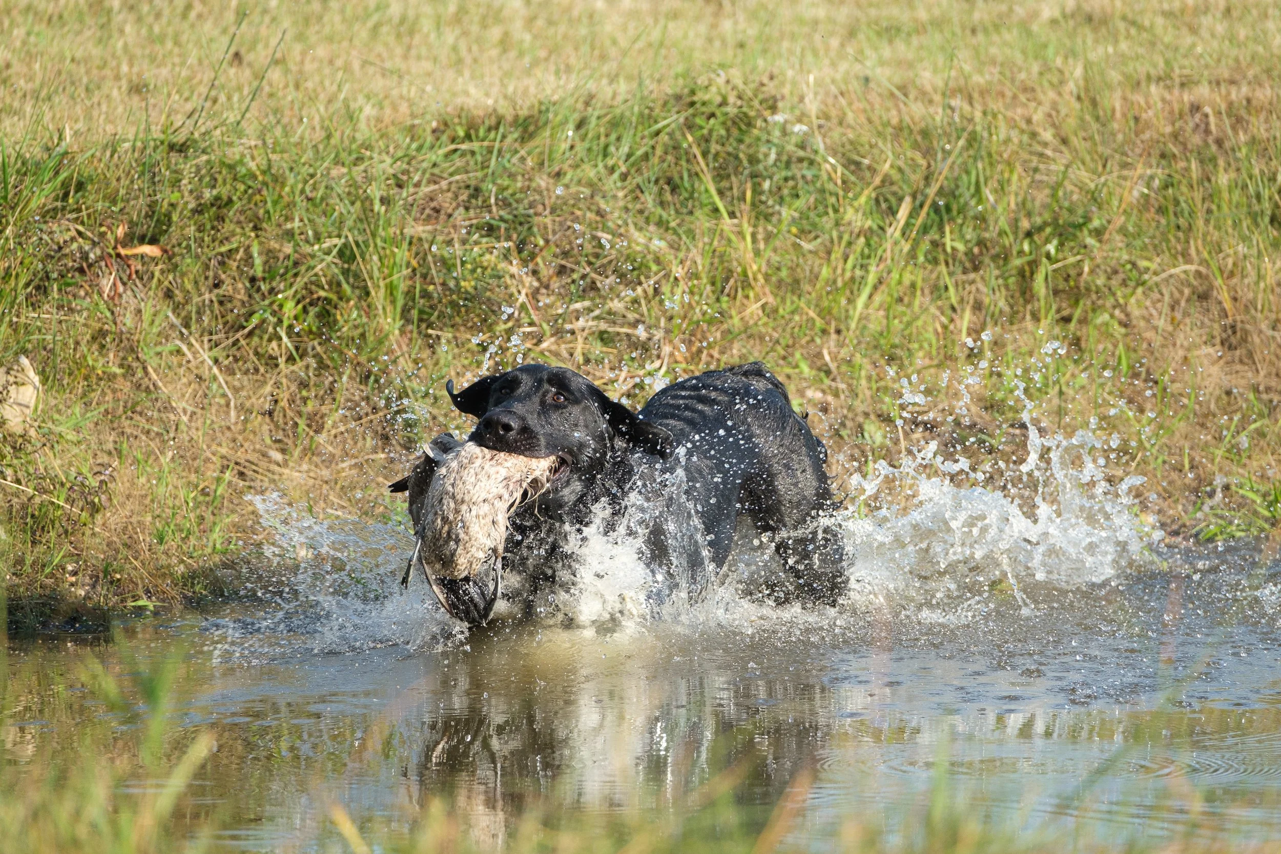20250914-Retriever TrialDSCF1683.jpg