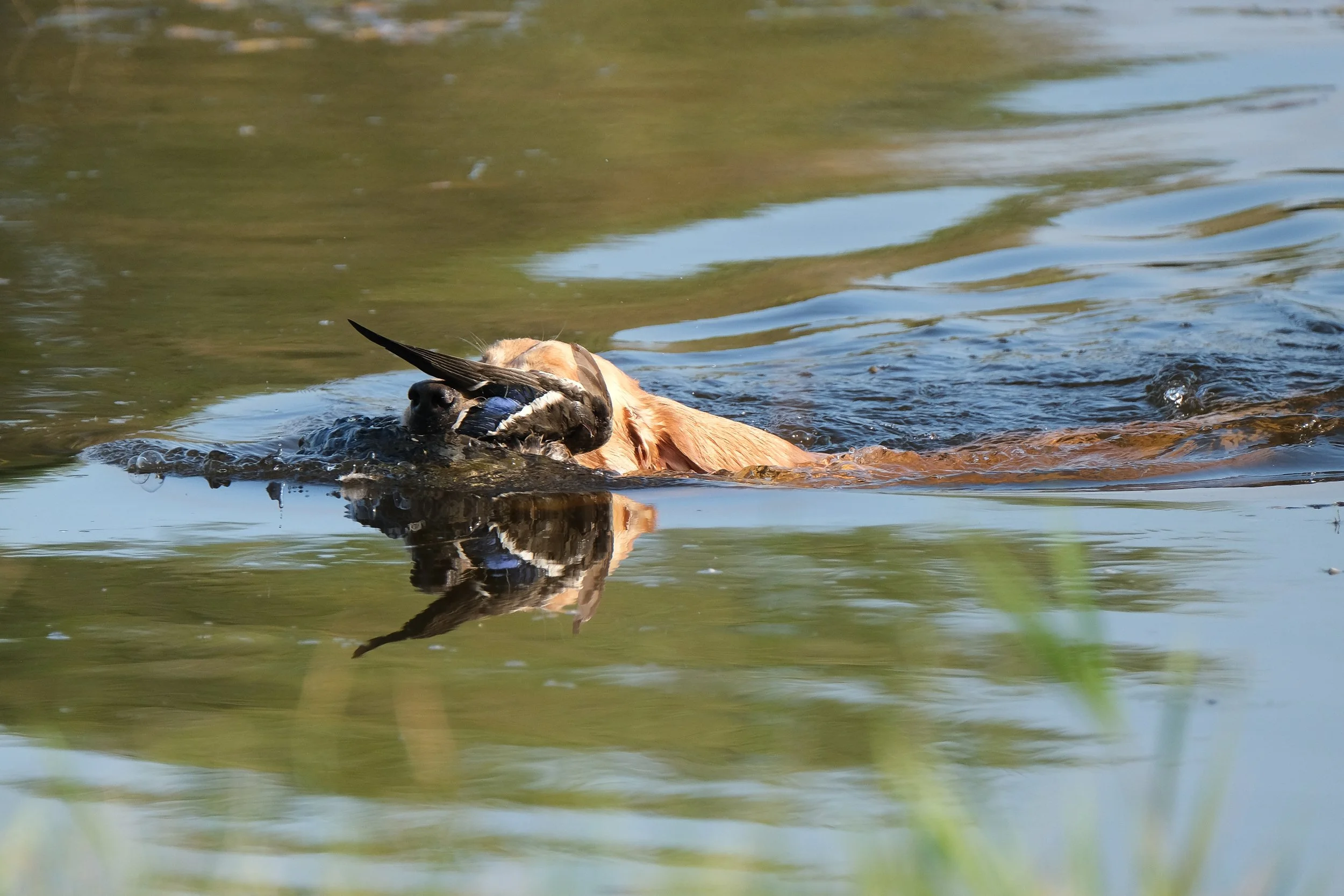 20250914-Retriever TrialDSCF1767.jpg