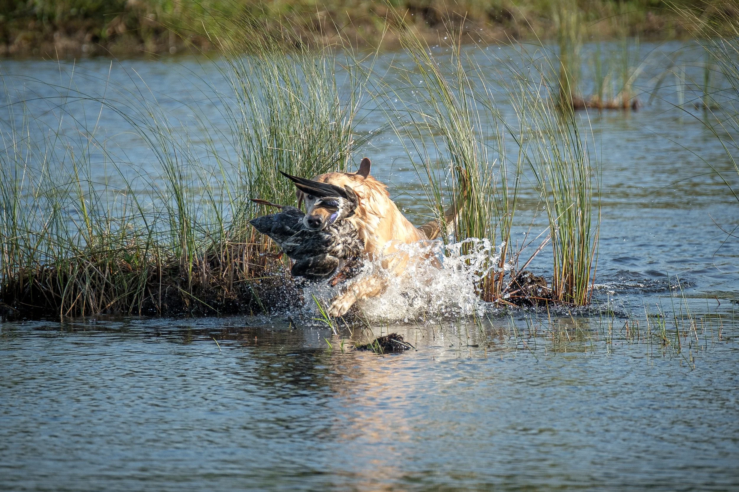 20250914-Retriever TrialDSCF1752.jpg