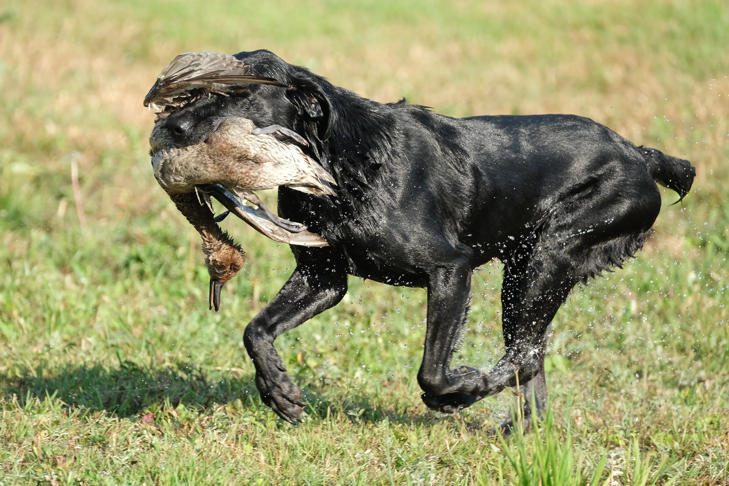 20250914-Retriever TrialDSCF1740.jpg