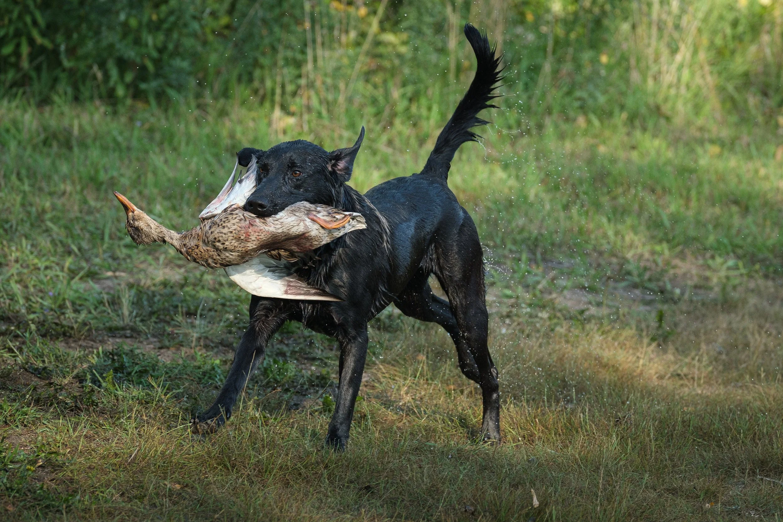 20250914-Retriever TrialDSCF1605.jpg