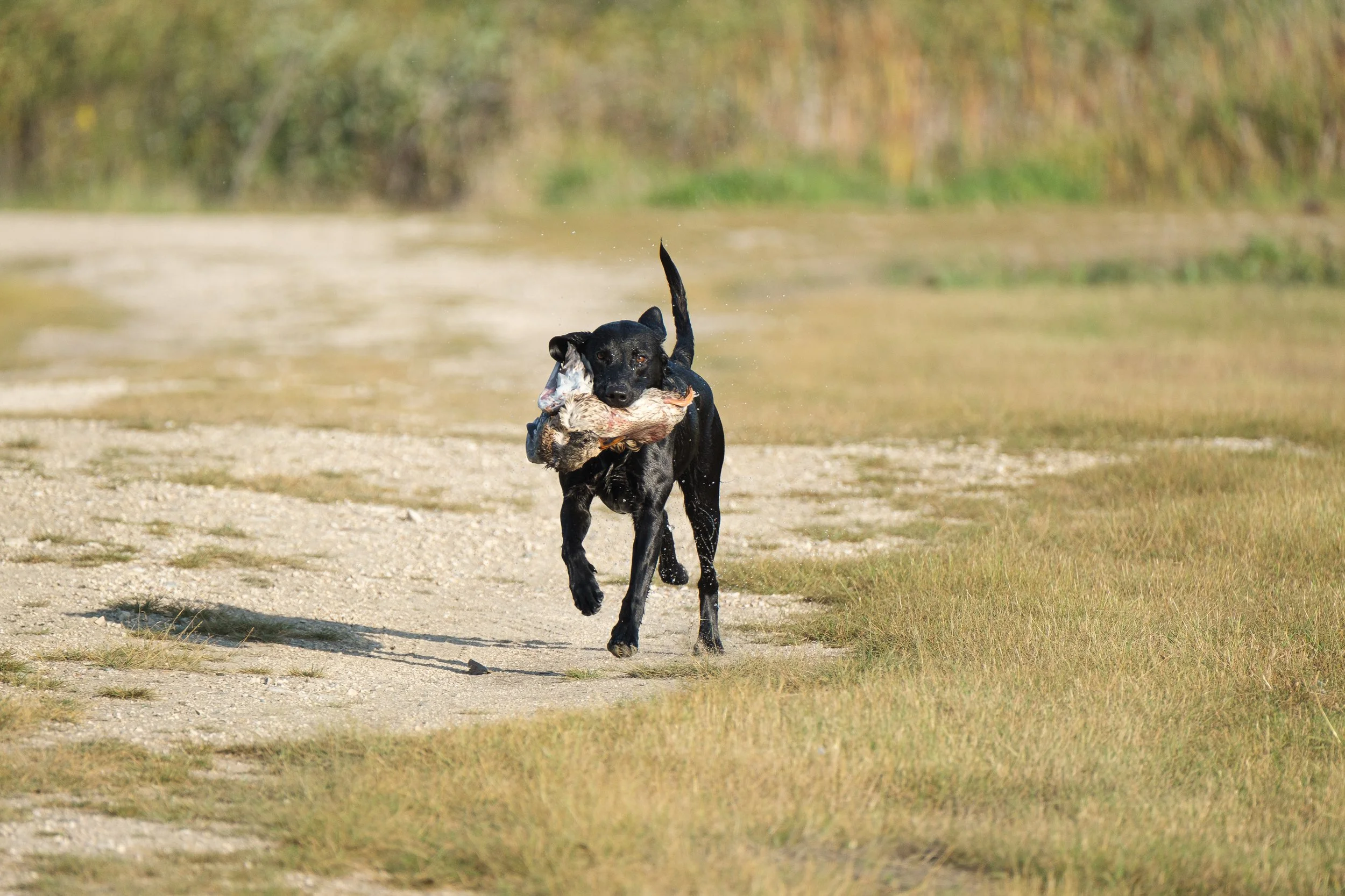 20250914-Retriever TrialDSCF1584.jpg