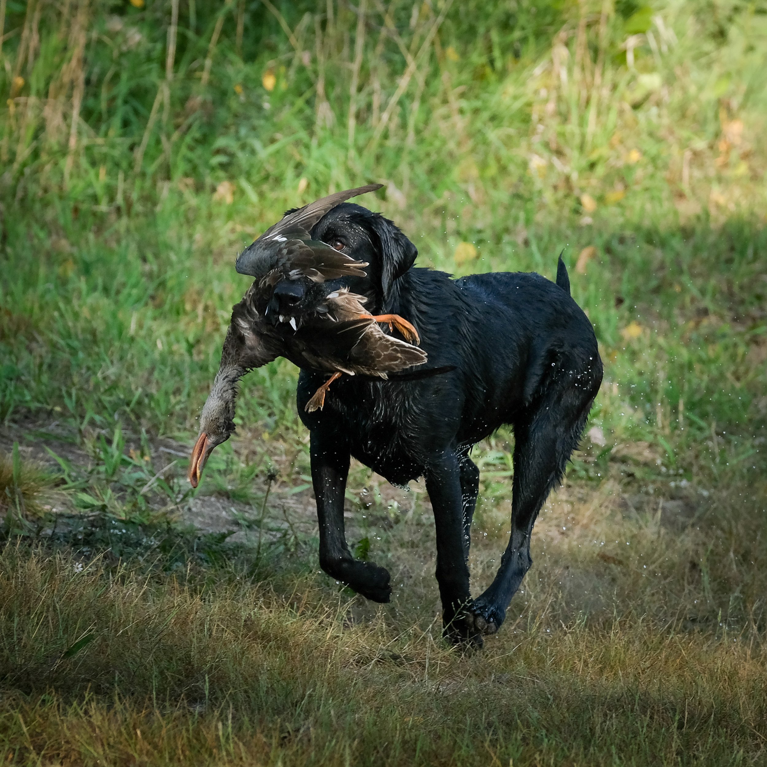 20250914-Retriever TrialDSCF1663.jpg