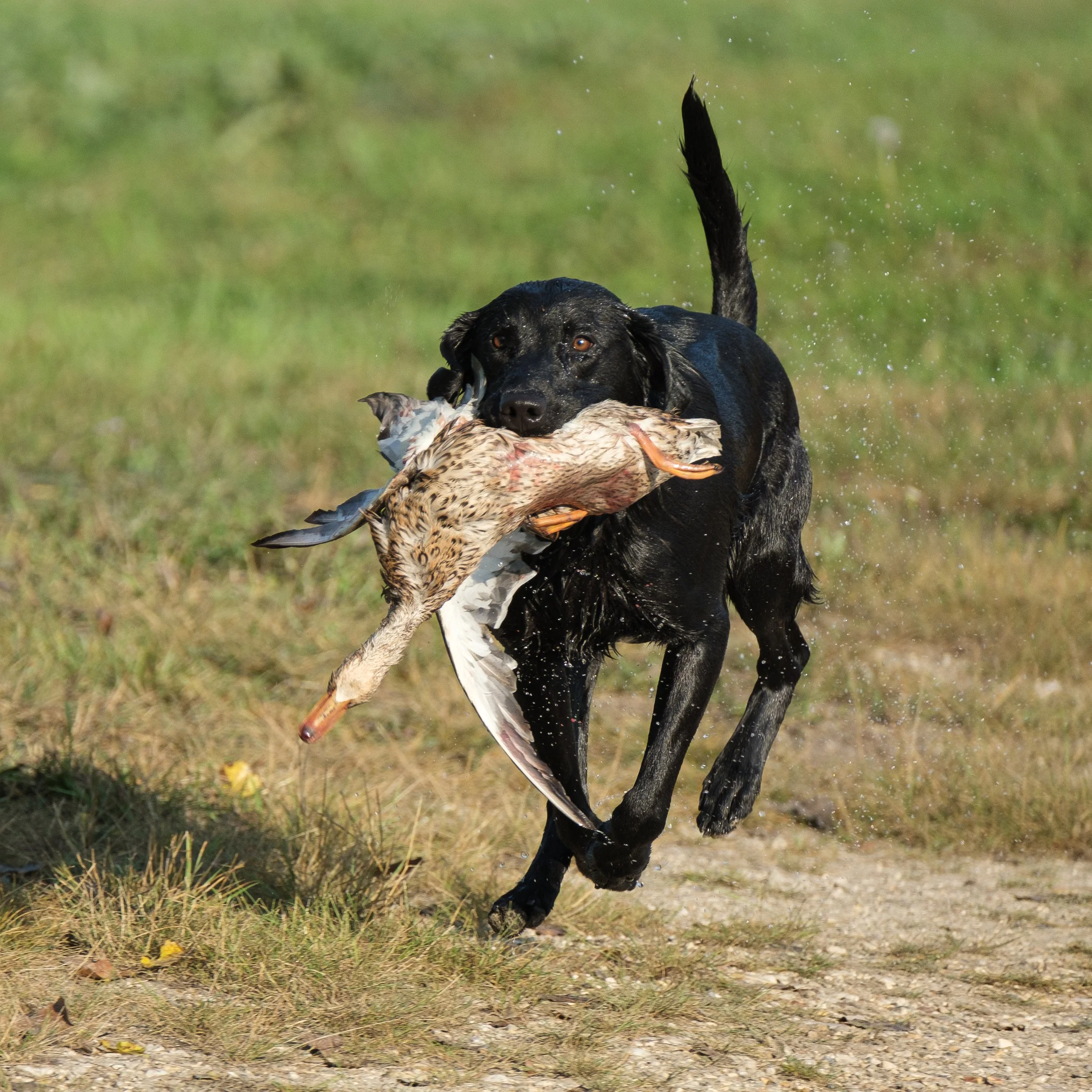 20250914-Retriever TrialDSCF1598.jpg