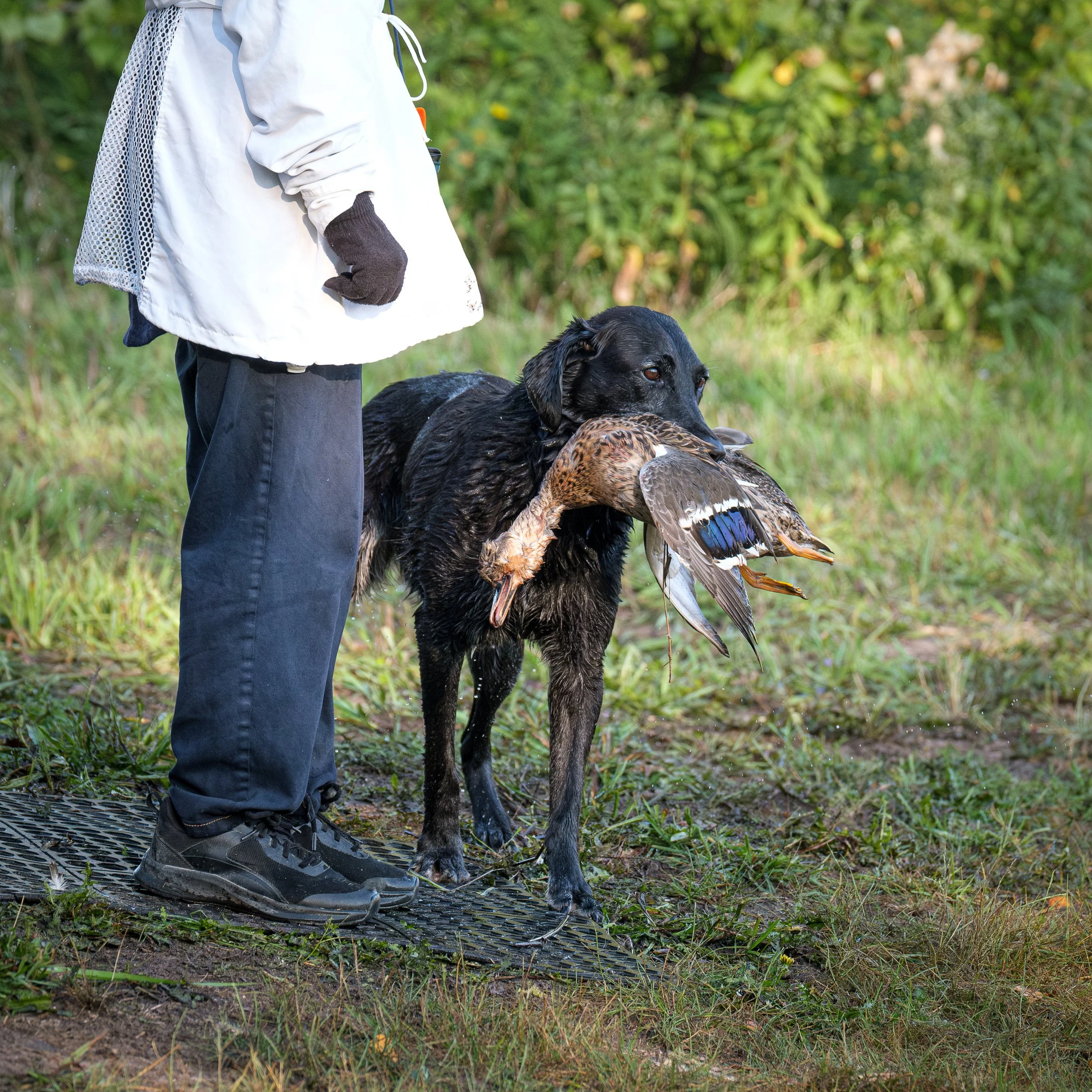 20250914-Retriever TrialDSCF1538-Enhanced-NR.jpg