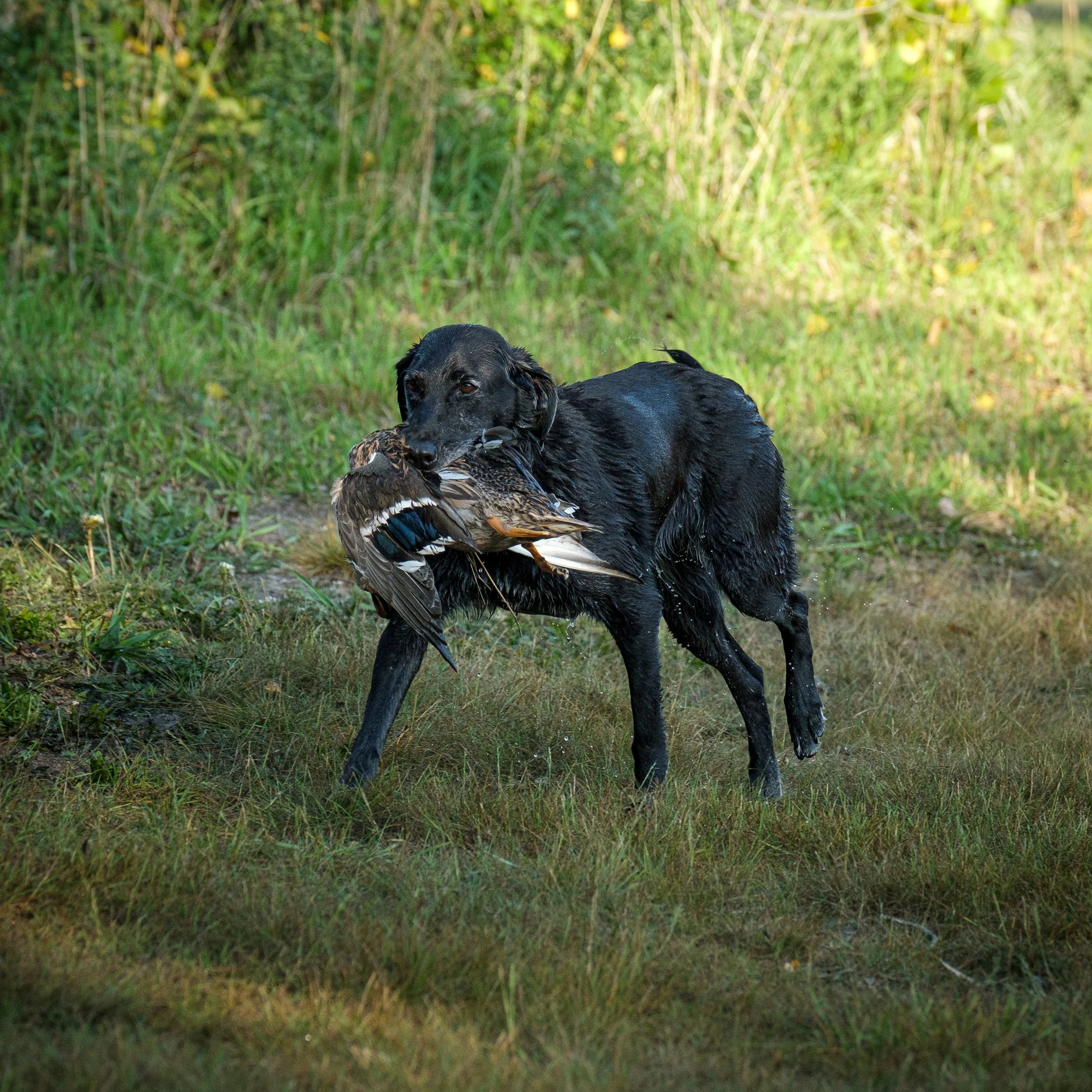 20250914-Retriever TrialDSCF1533.jpg