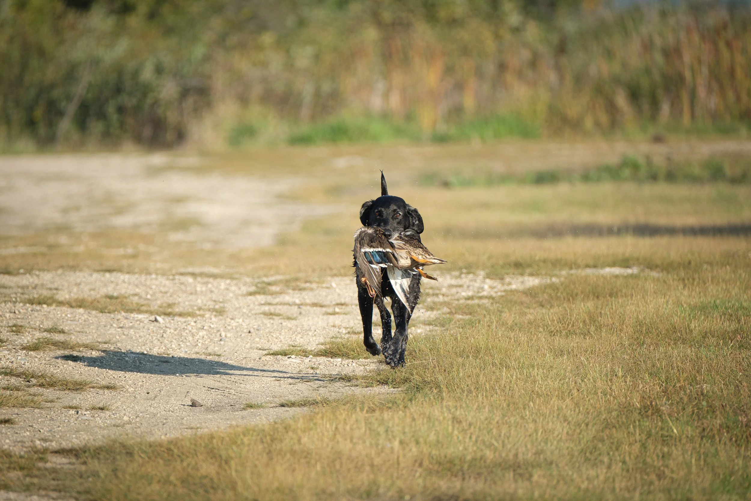 20250914-Retriever TrialDSCF1516.jpg