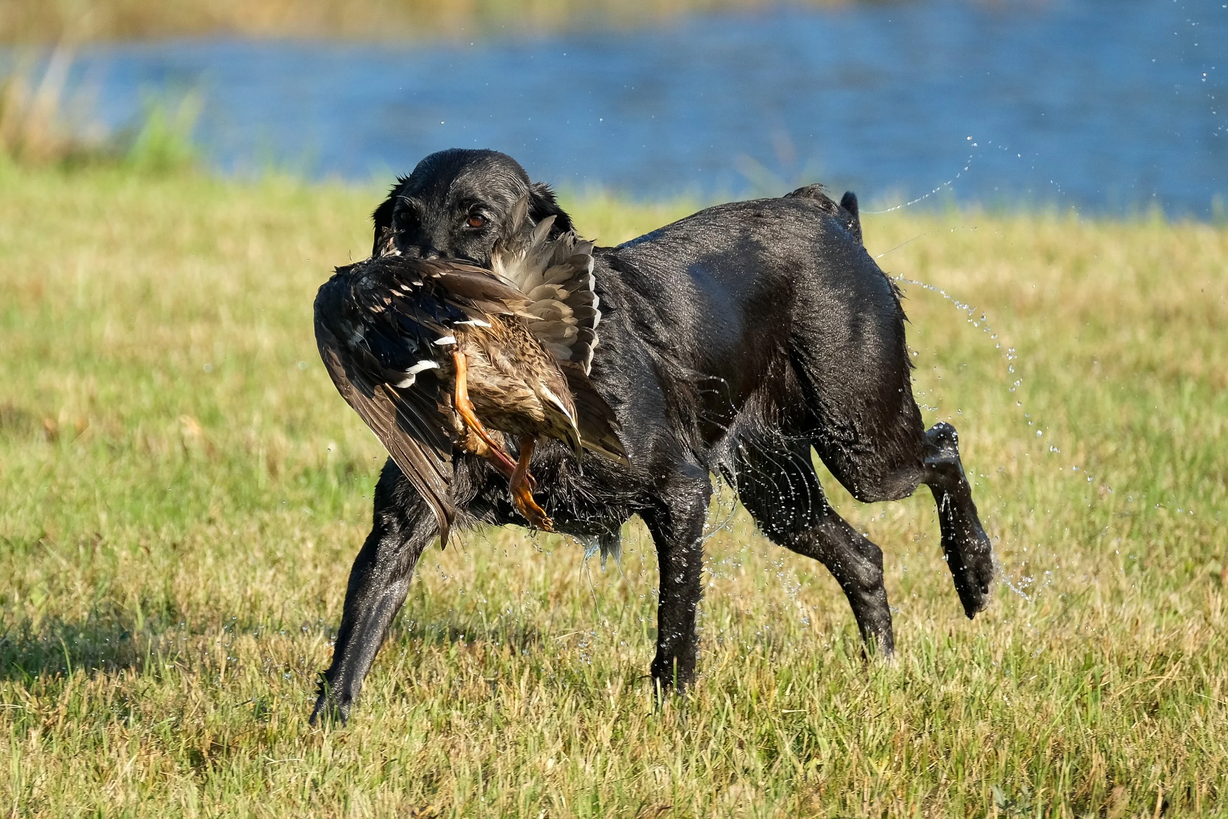 20250914-Retriever TrialDSCF1557.jpg