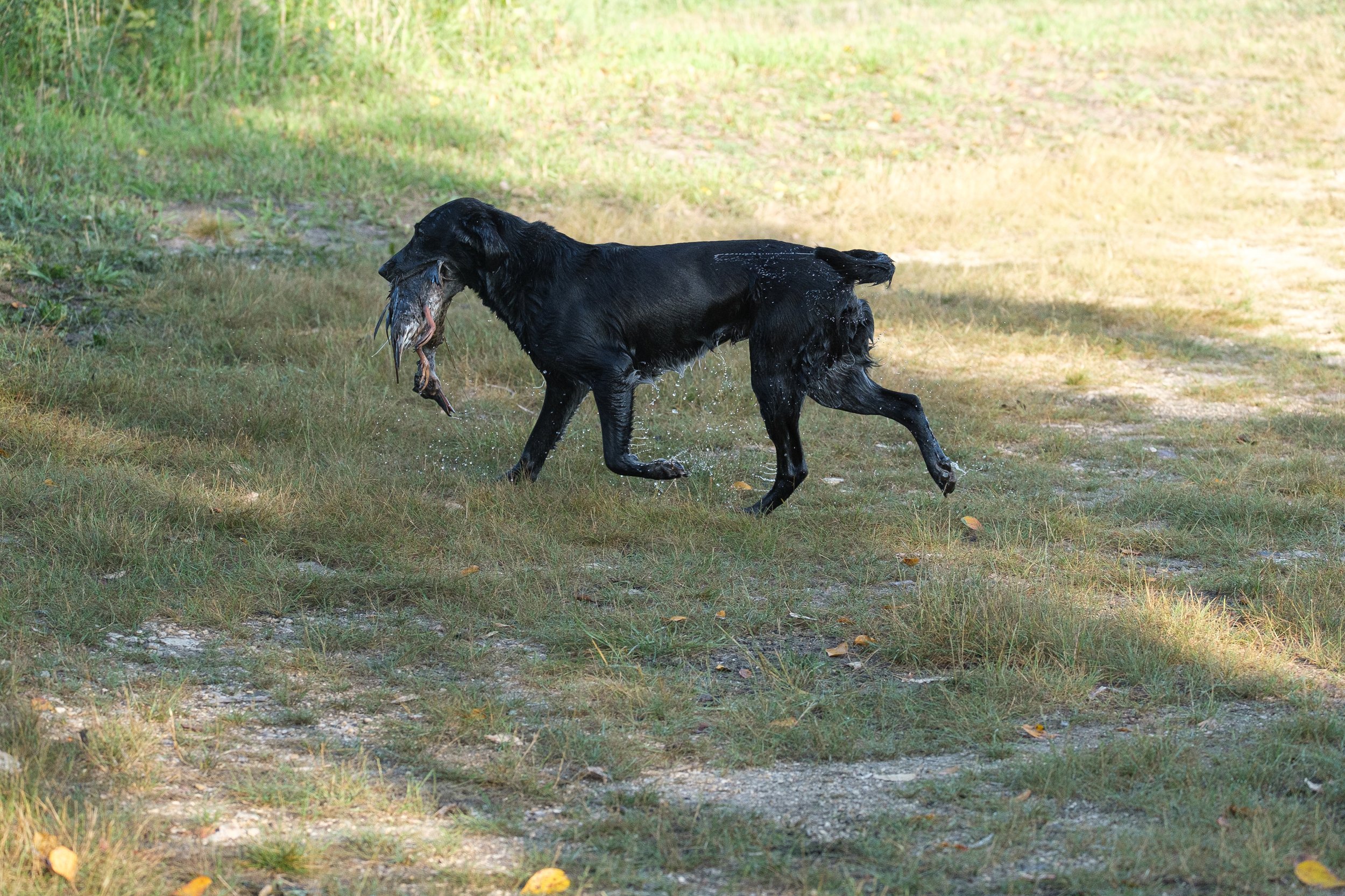 20250914-Retriever TrialDSCF1505.jpg