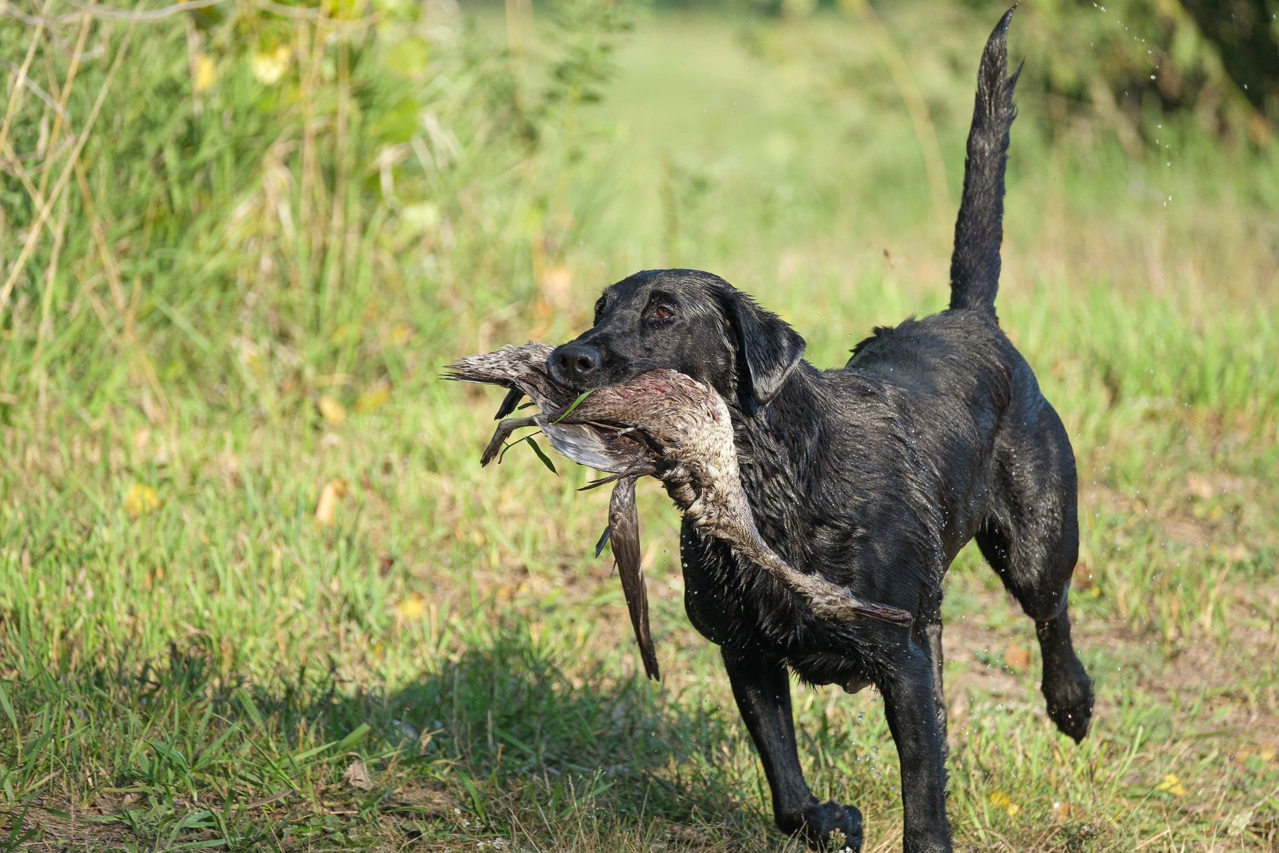 20250914-Retriever TrialDSCF1490.jpg